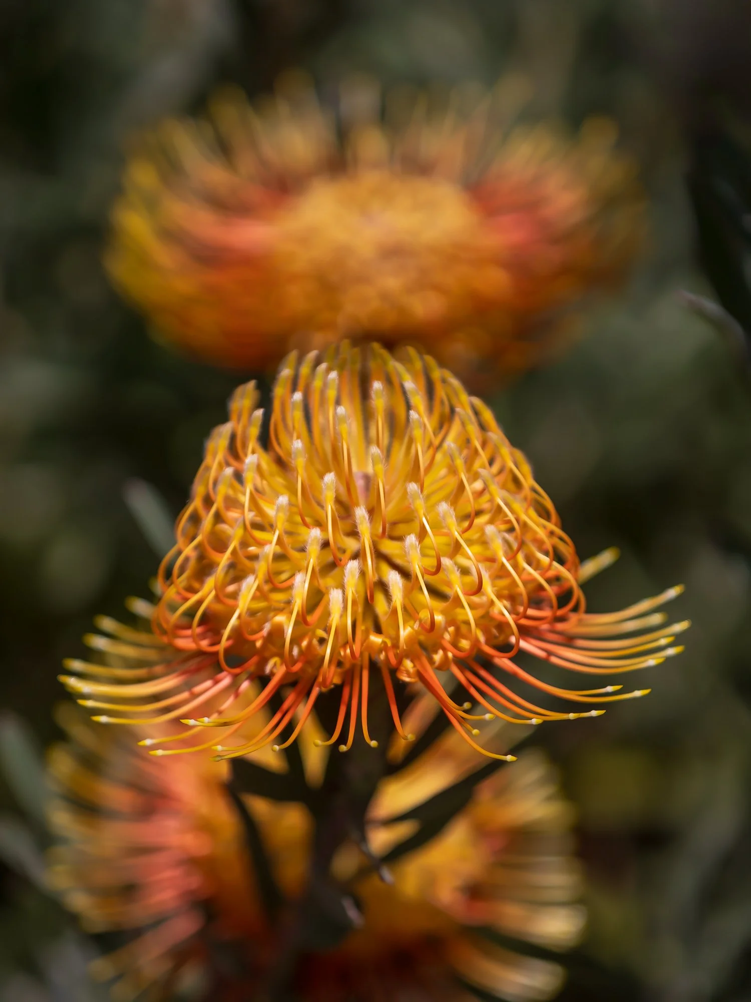 HJC-01-Protea-01-753kb.jpg
