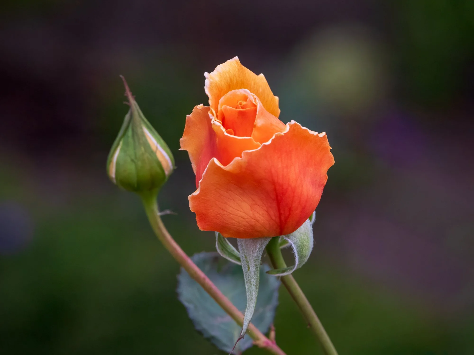 HJC-05-Orange-Rose-01-691kb.jpg