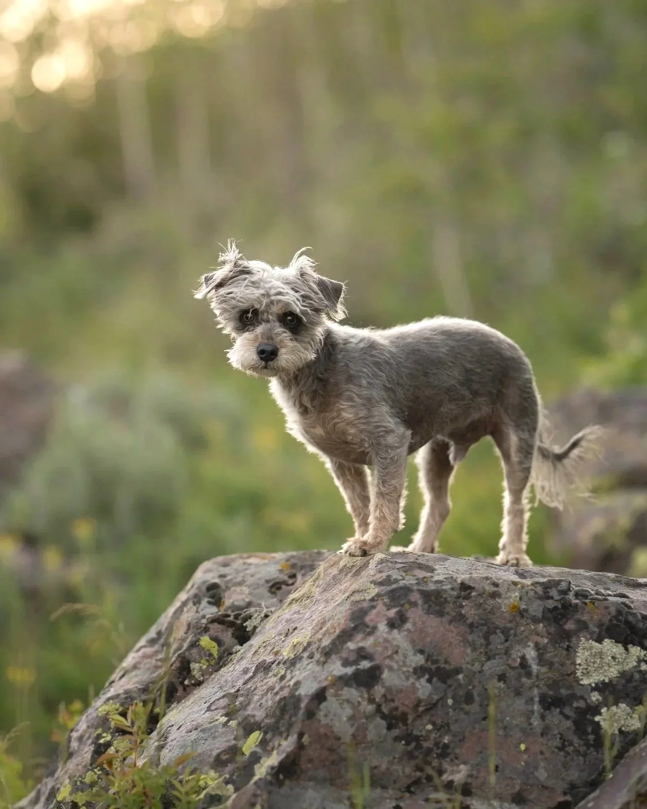 A small, gray dog standing on a large rock outdoors in a natural setting in the Uinta Mountains outside Park City Utah with green trees and blurred background.