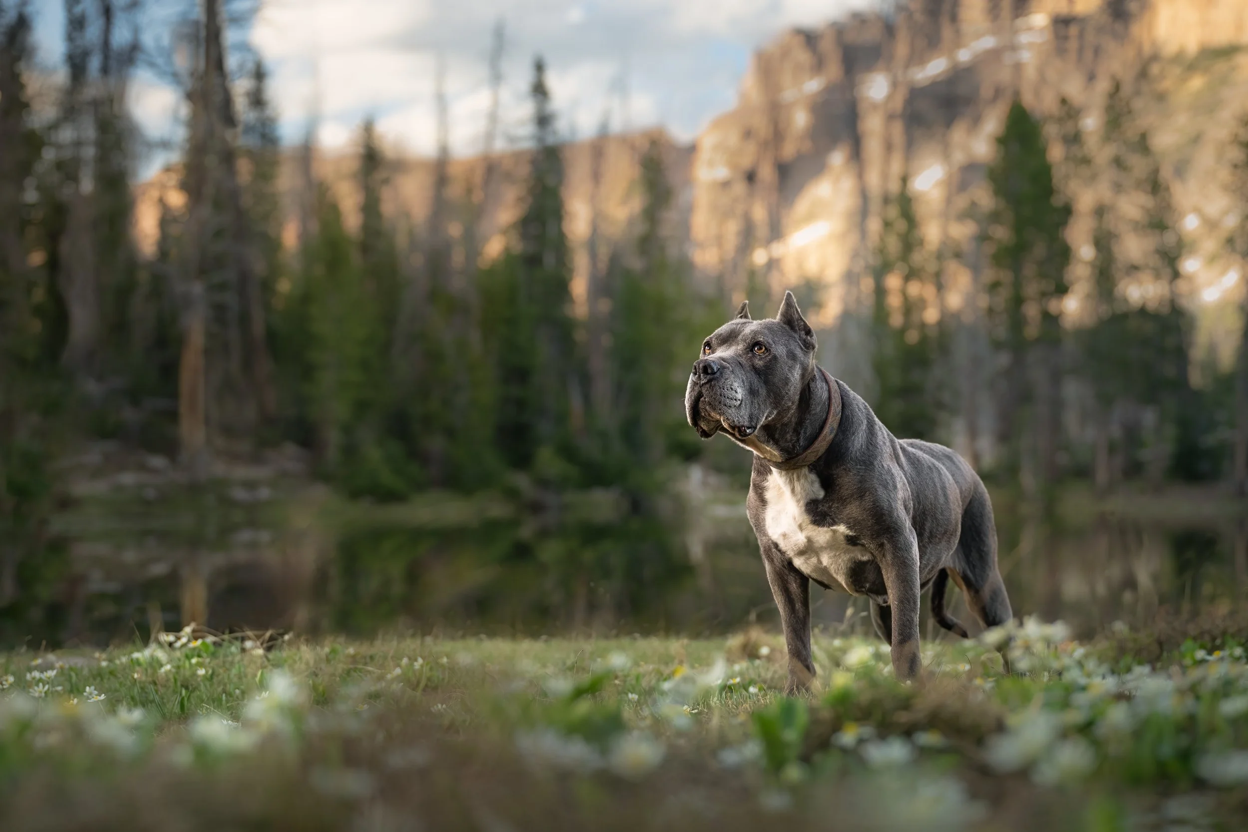 This is Not a Standard Pet Photography Session