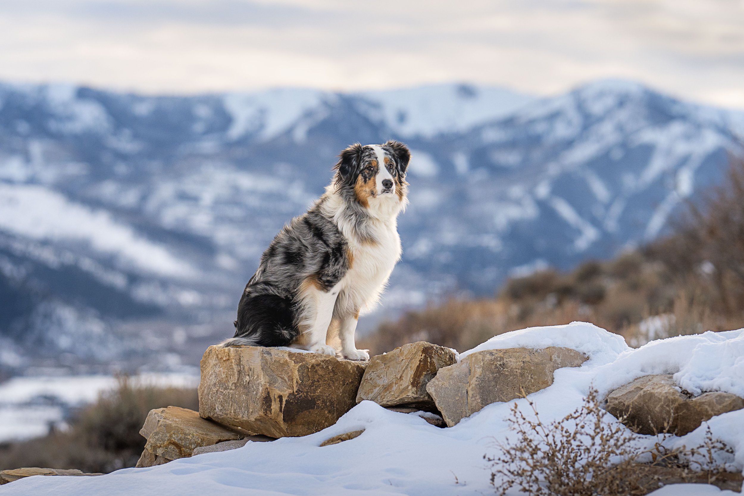 Choosing the Right Outdoor Location for Your Dog in Northern Utah