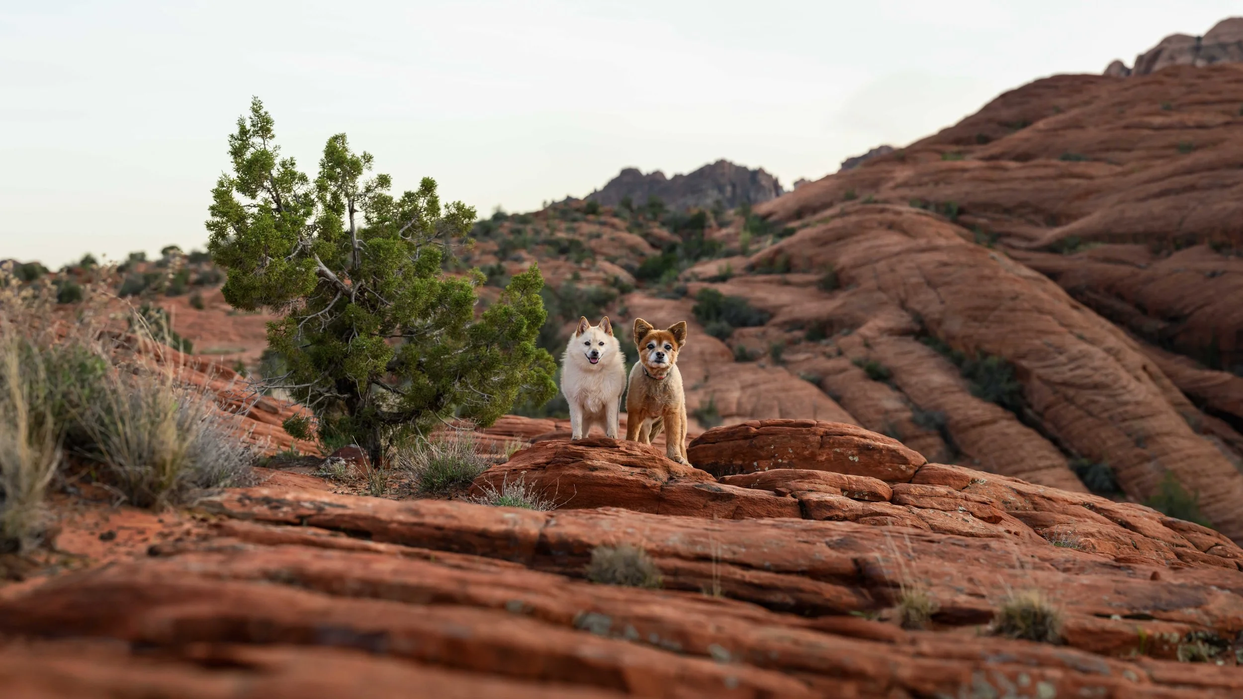 What Happens During an Adventure Dog Photography Experience?