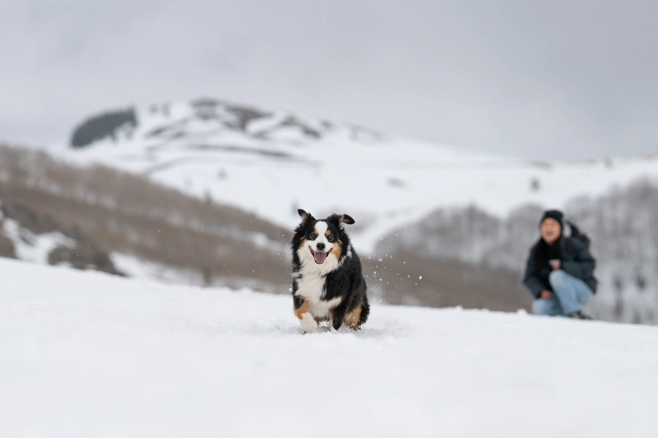 American shepherd dog running across the snow in the high Utah mountains with his owner laughing in the background.