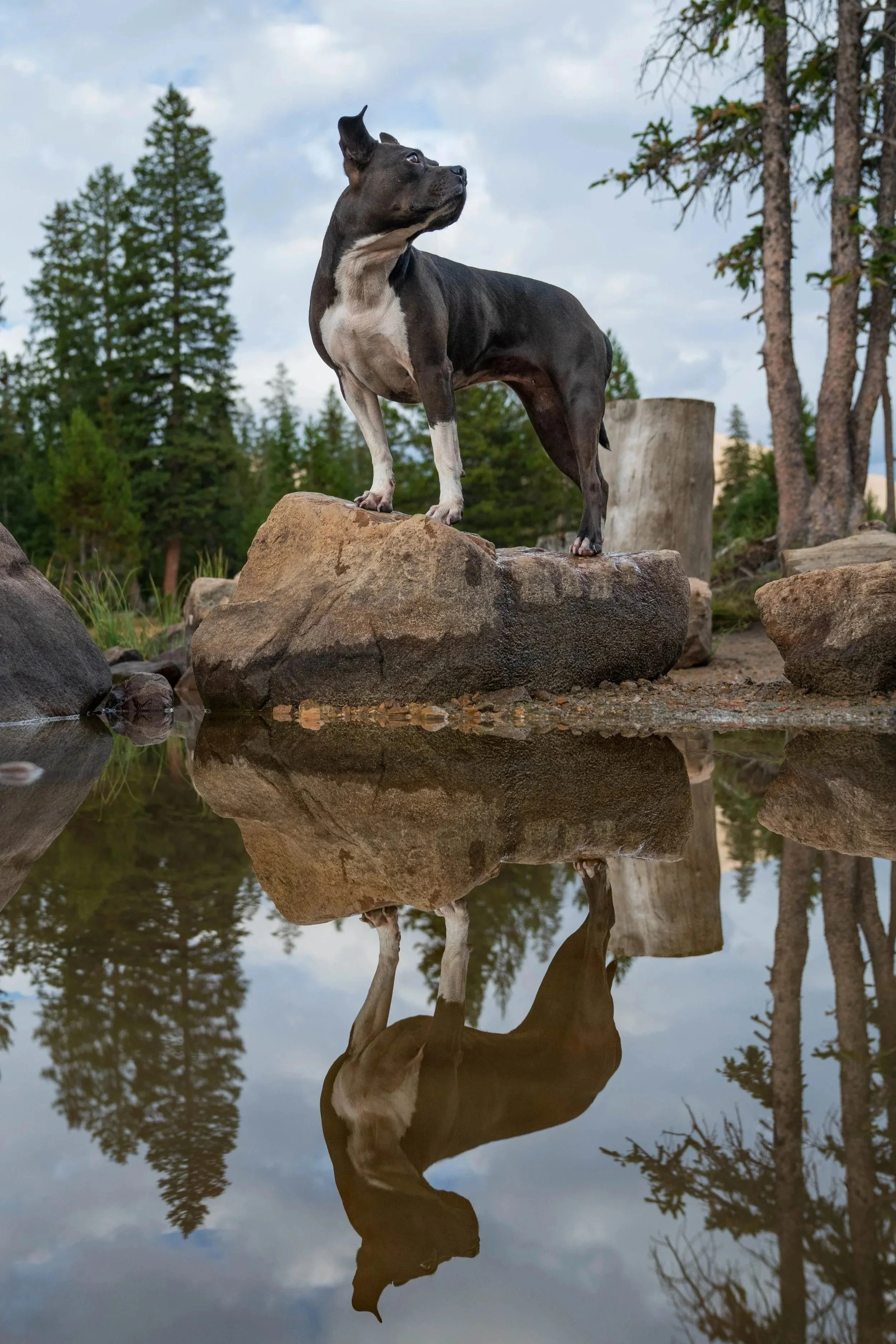 A black and white dog standing on a large rock near water, with trees and a cloudy sky in the background, and a reflection of the dog and trees in the water.