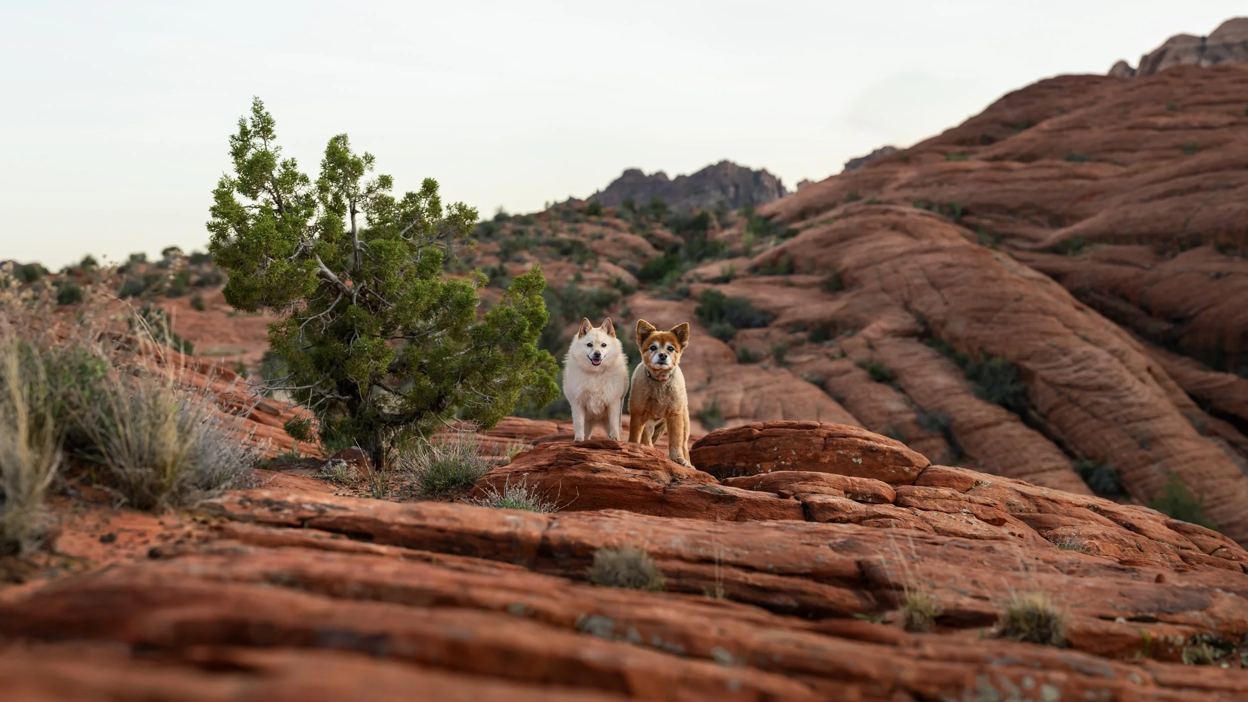 Two dogs standing on red rock formations in Snow Canyon during an outdoor adventure dog photography session in southern Utah