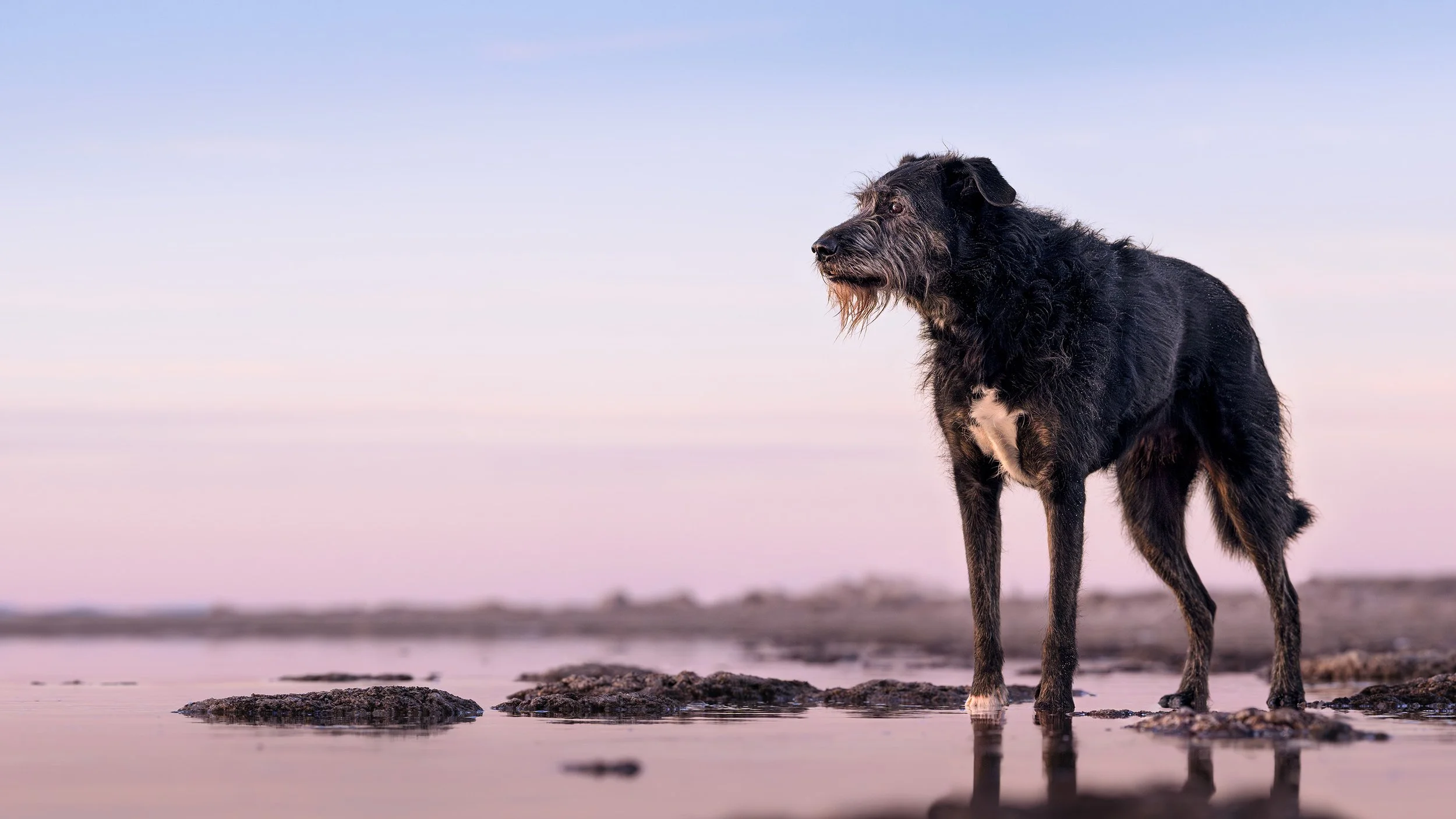 Black and white dog standing on the edge of the Great Salt Lake on Antelope Island at sunset.