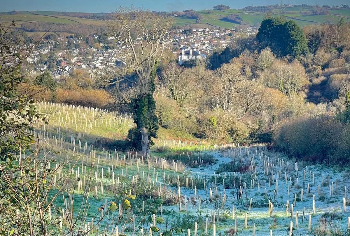 The Forest Takes Root at Bowden Pillars