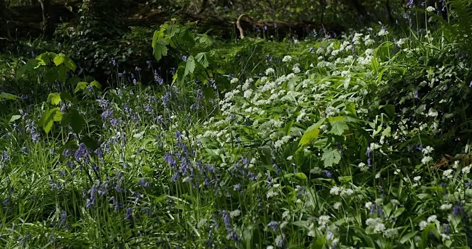 Foraging &amp; Connecting