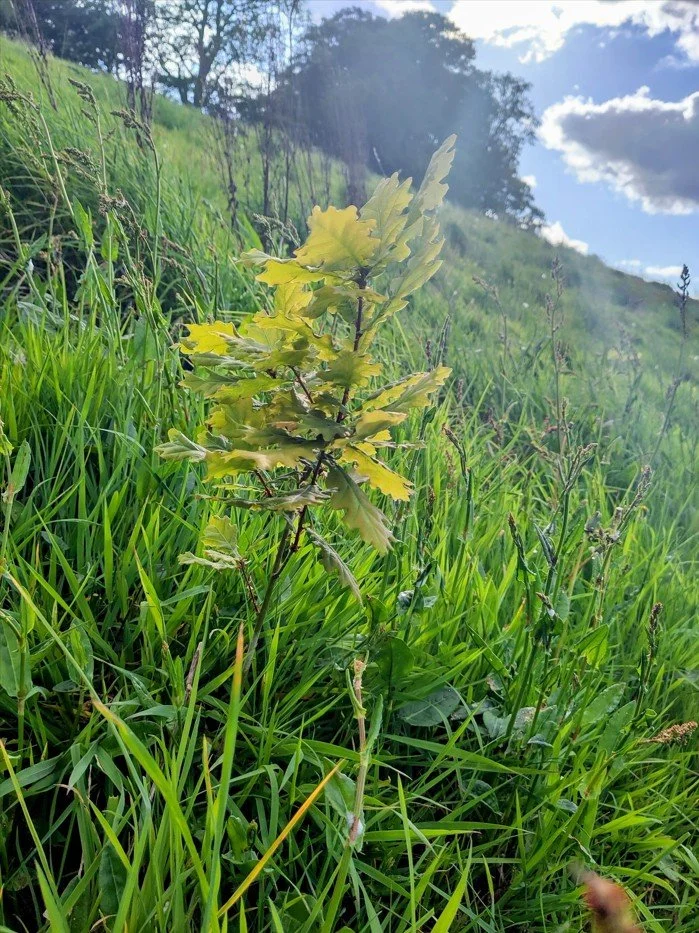 Carbon Capture and…When is a Tree not a Tree?&nbsp;
