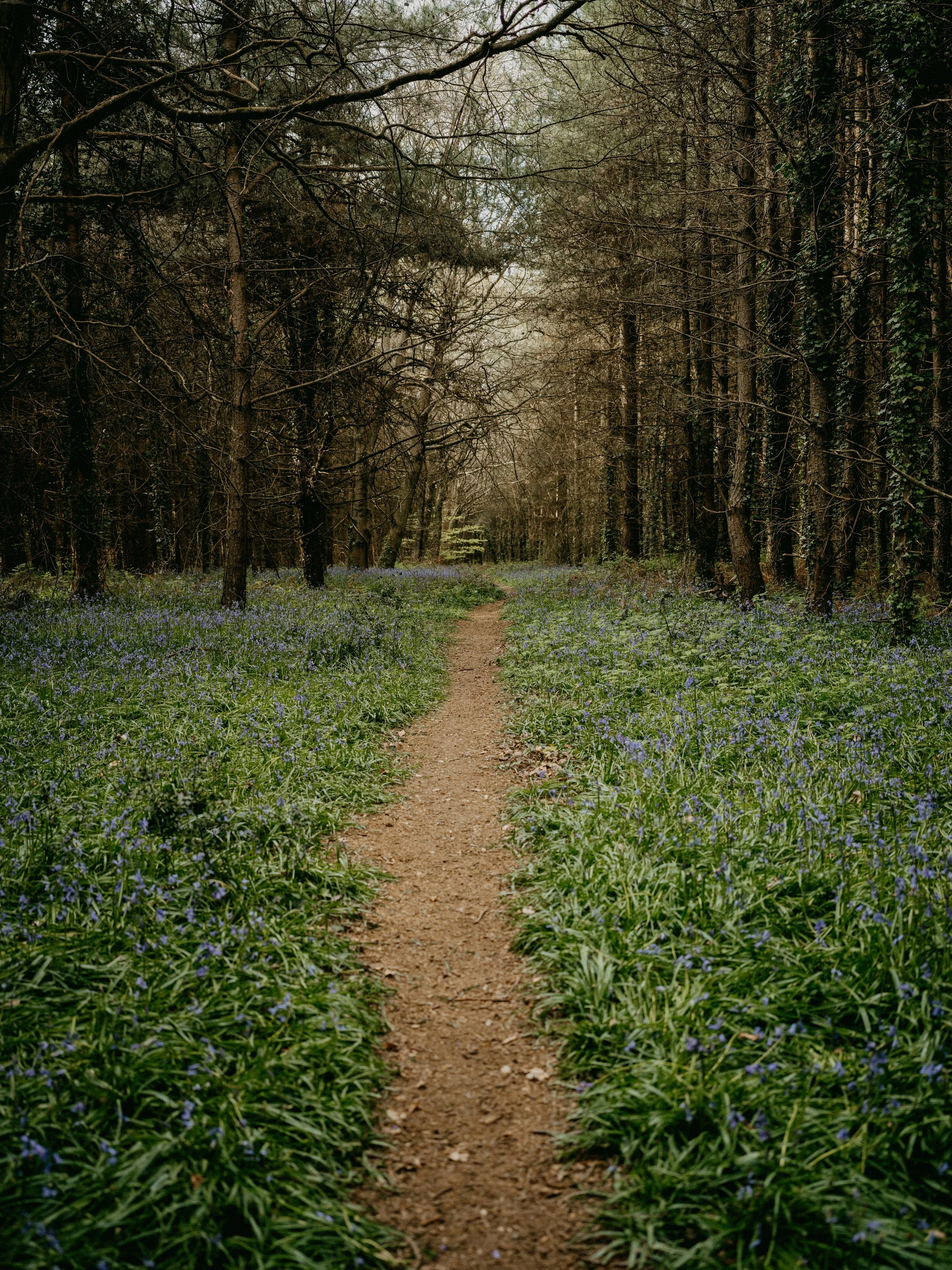 A dirt path runs through a forest with tall, leafless trees on each side. Blue flowers grow in the grass along the path, and there is a darker green foliage on the right side climbing up the trees. The sky is partially visible through the branches.