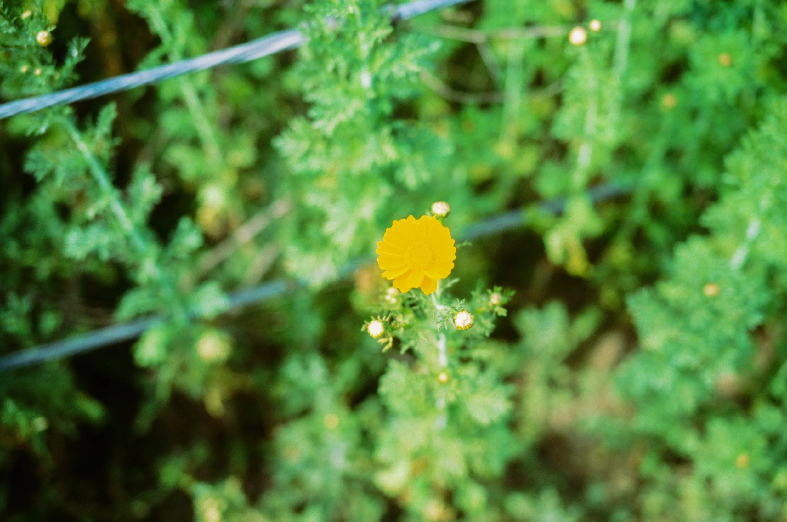 Ektachrome 100
Leica M6
APO-Summicron-M 50 f/2 ASPH