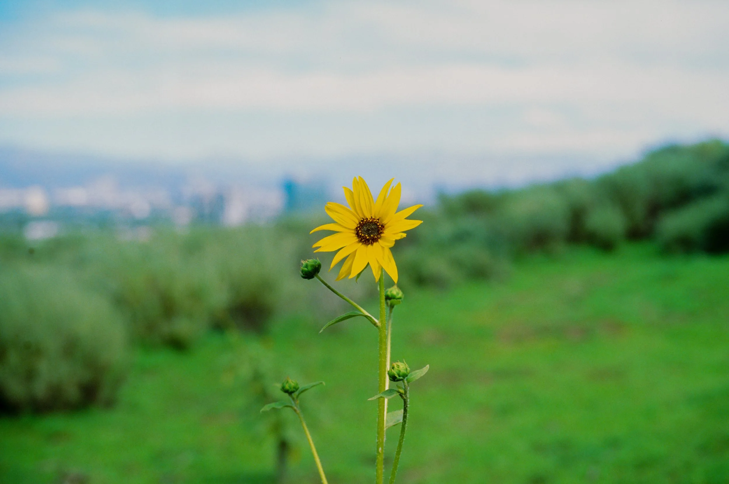 Ektachrome 100
Leica M6
APO-Summicron-M 50 f/2 ASPH