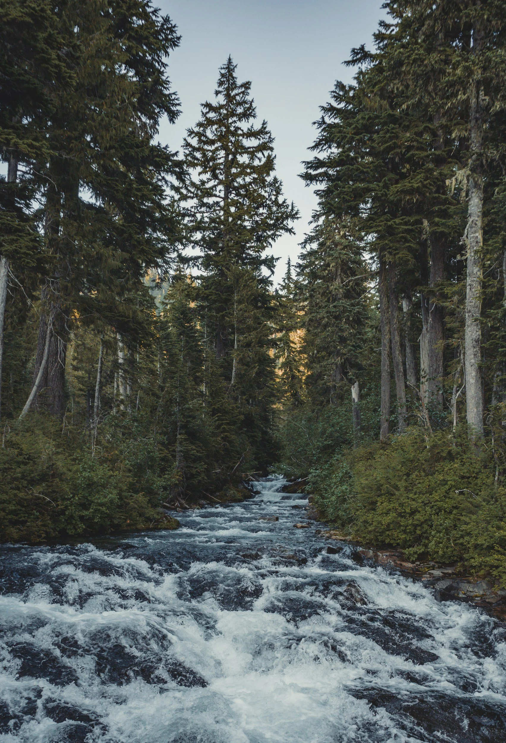 A rushing mountain stream flowing through a dense coniferous forest with tall evergreen trees and a clear sky in the background.
