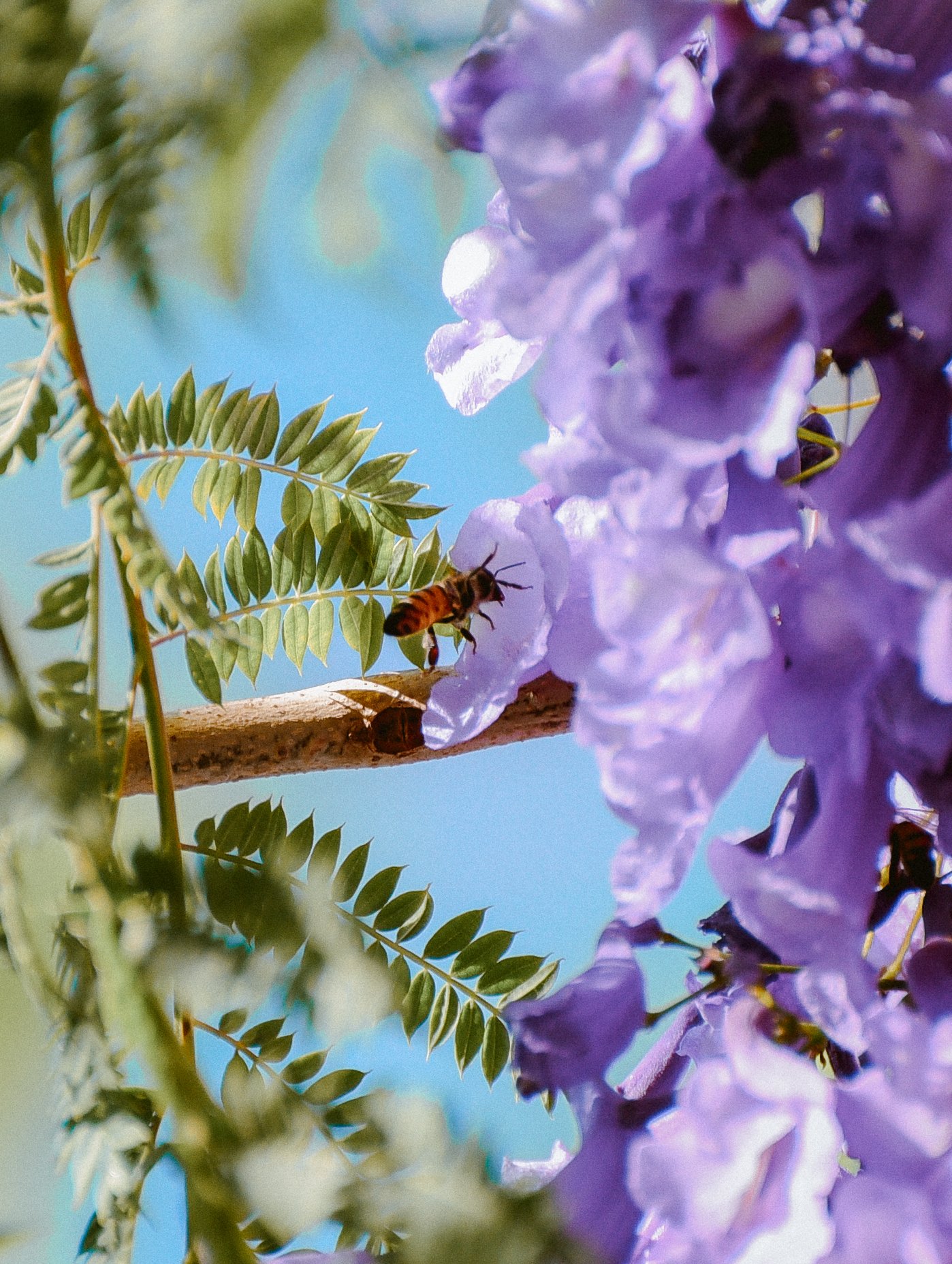 Abejas y Jacarandas