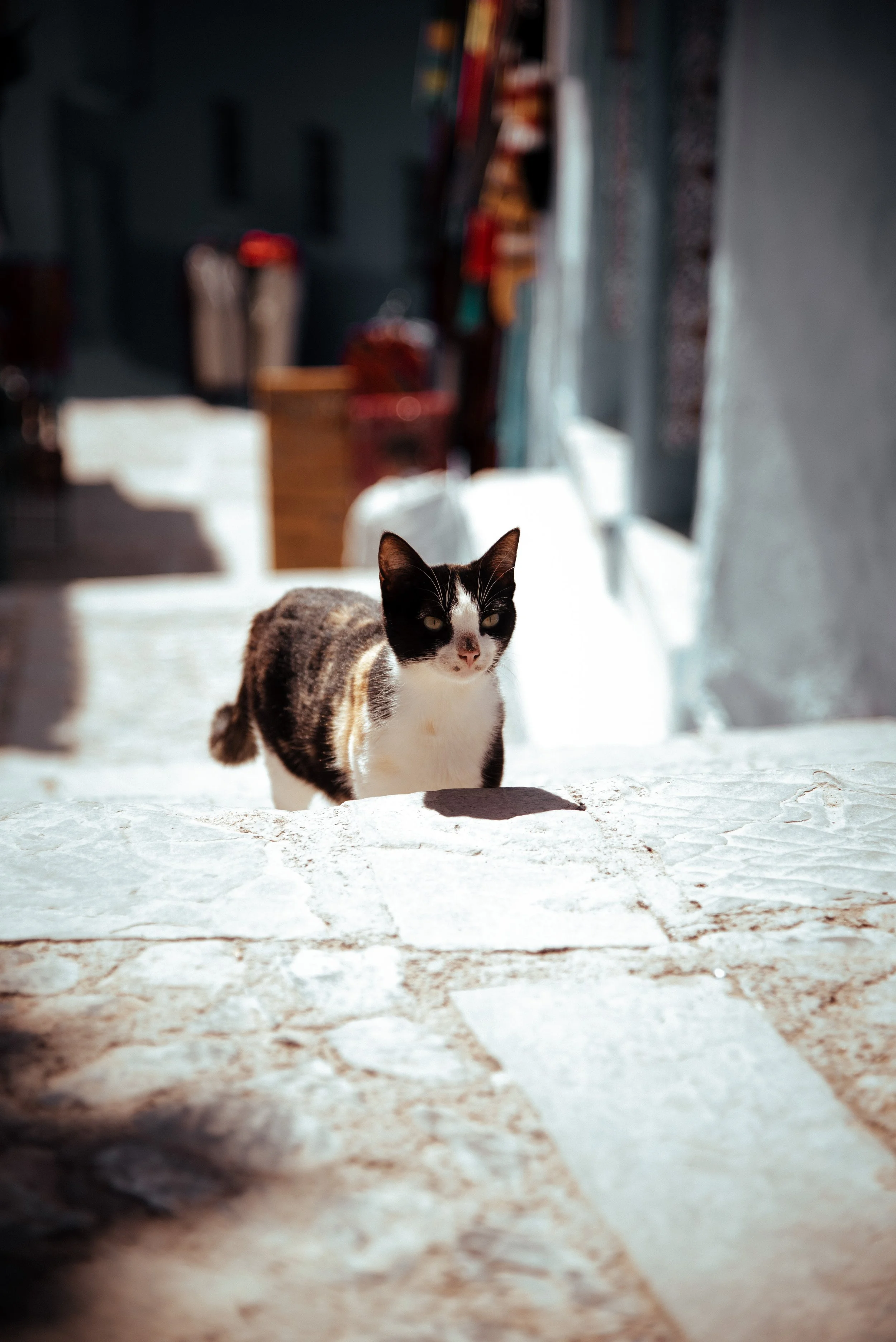 DSC_8044.JPG