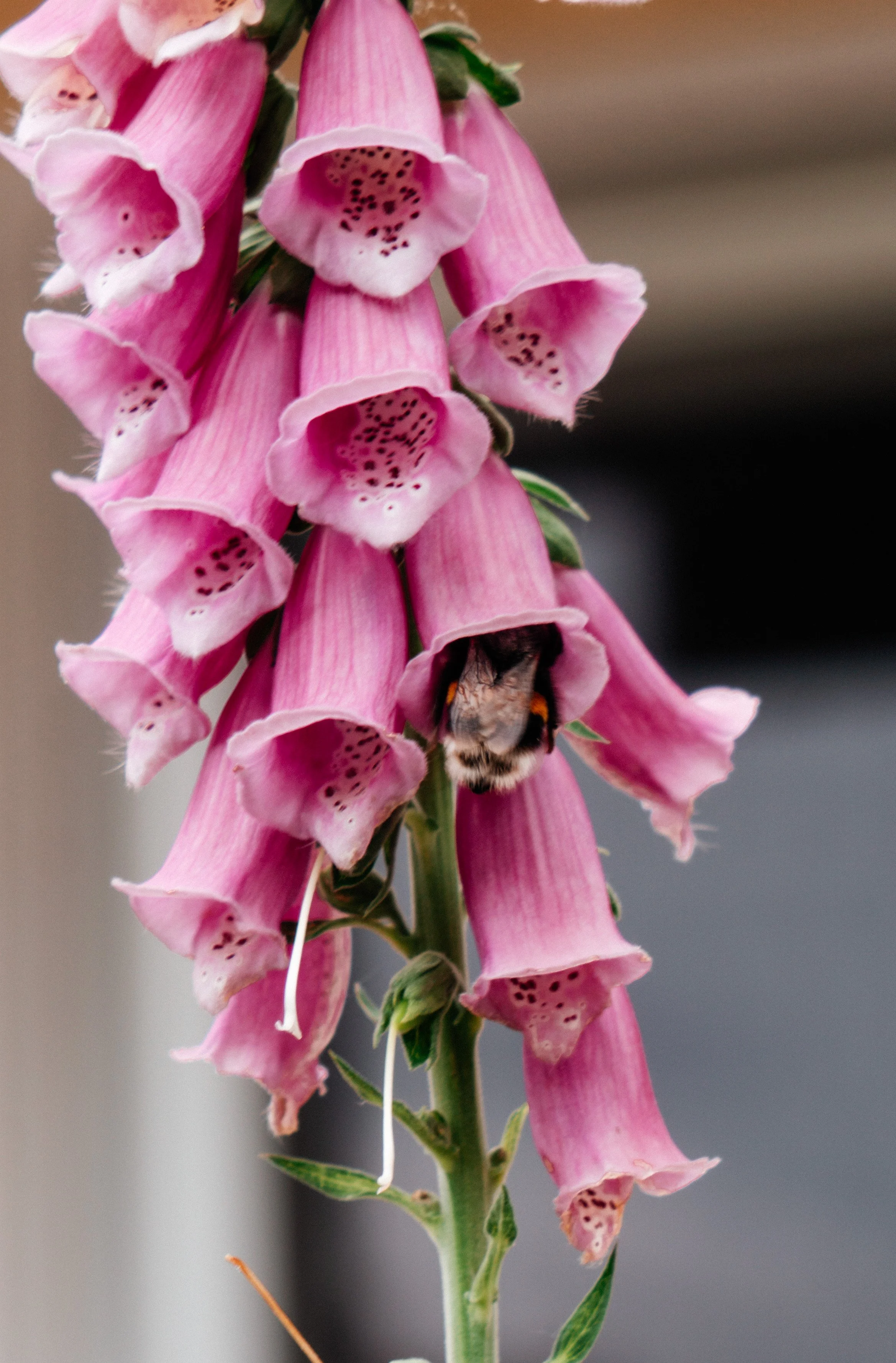 DSC04576.JPG