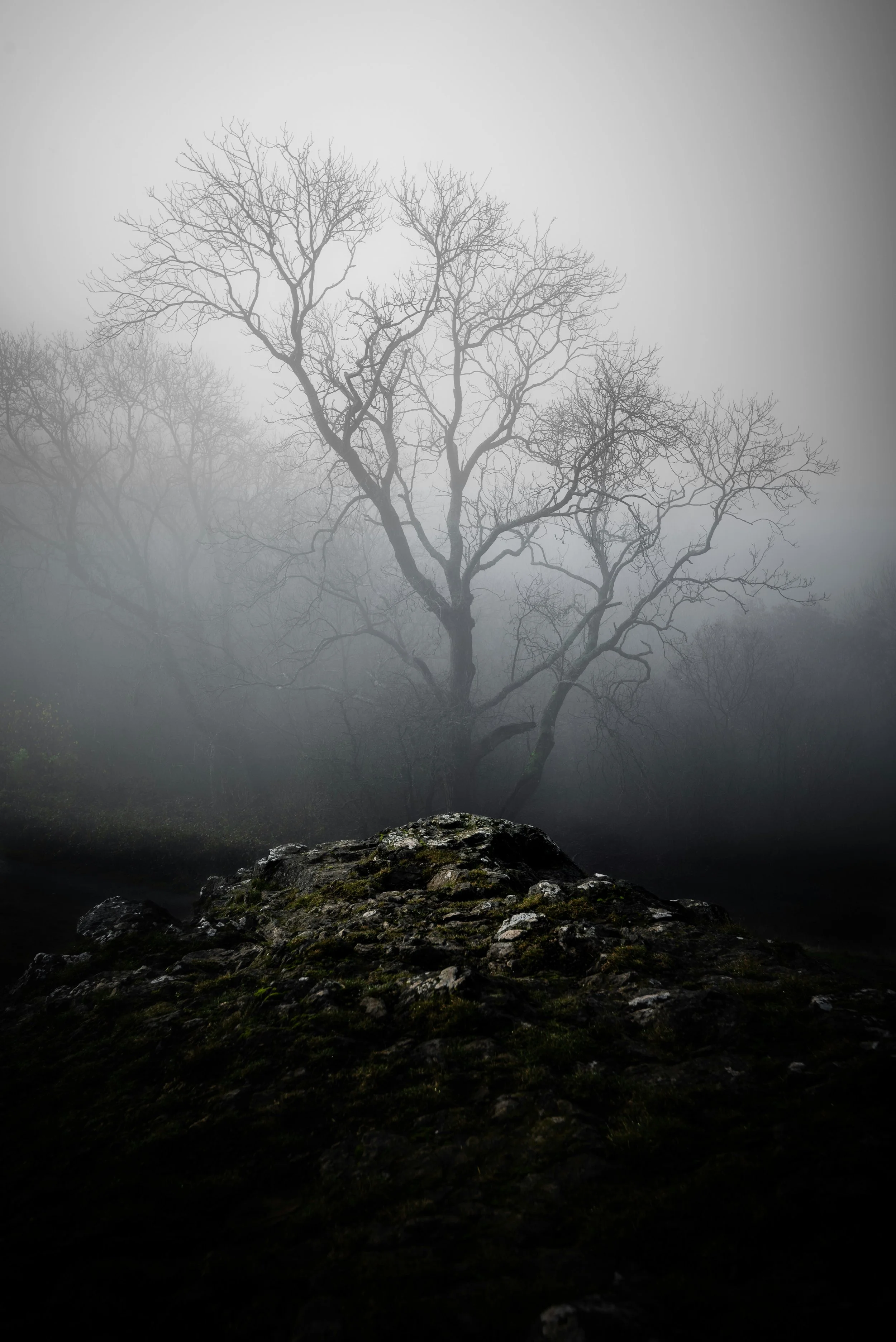 Bare tree covered in fog by Carl Jorgensen