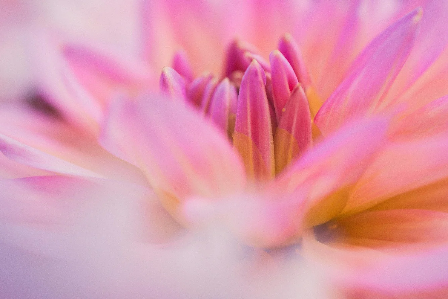 Close-up of pink and yellow flower petals with prominent pink stamens at the center.