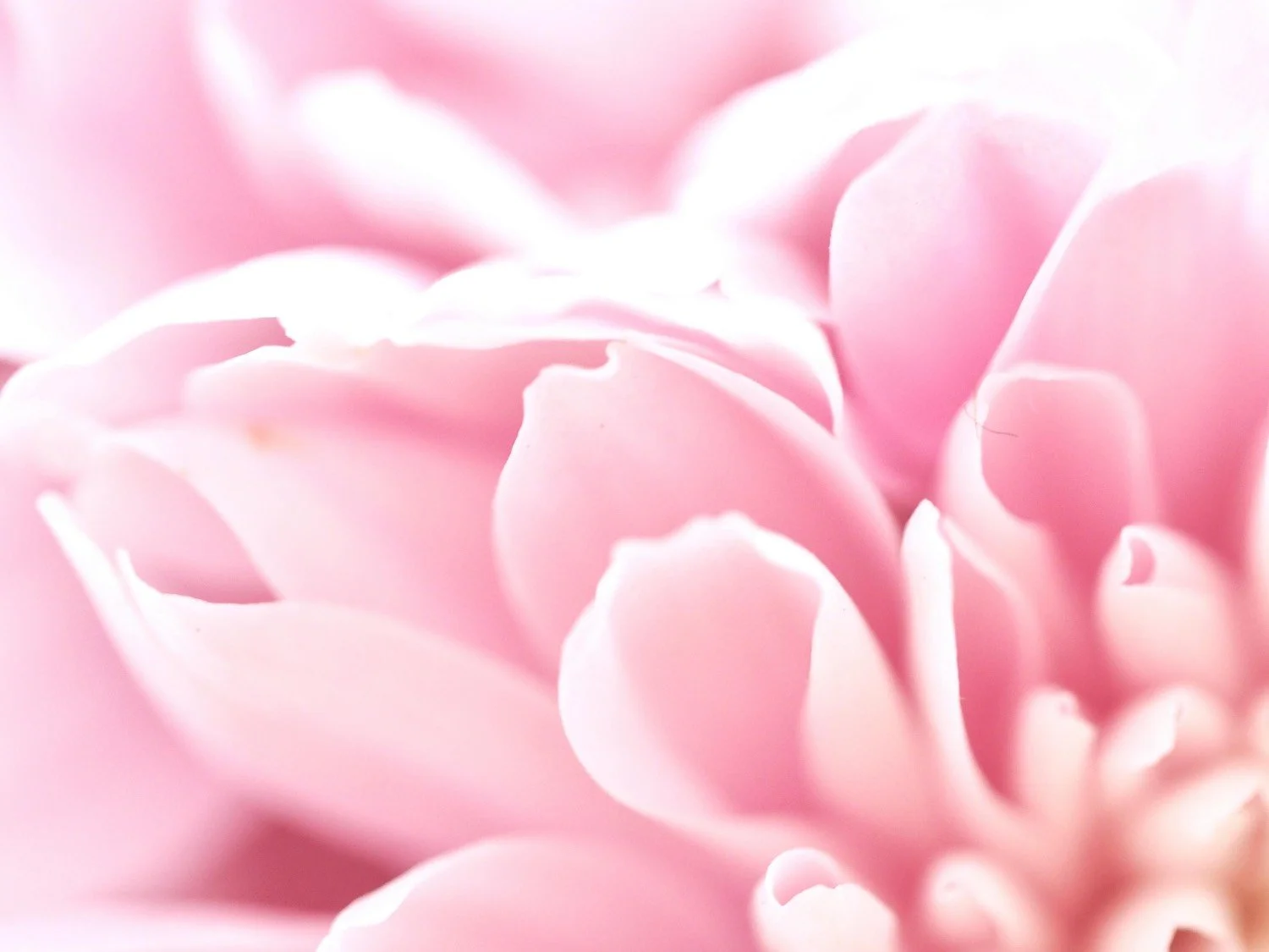 Close-up of soft pink flower petals, blurred background.