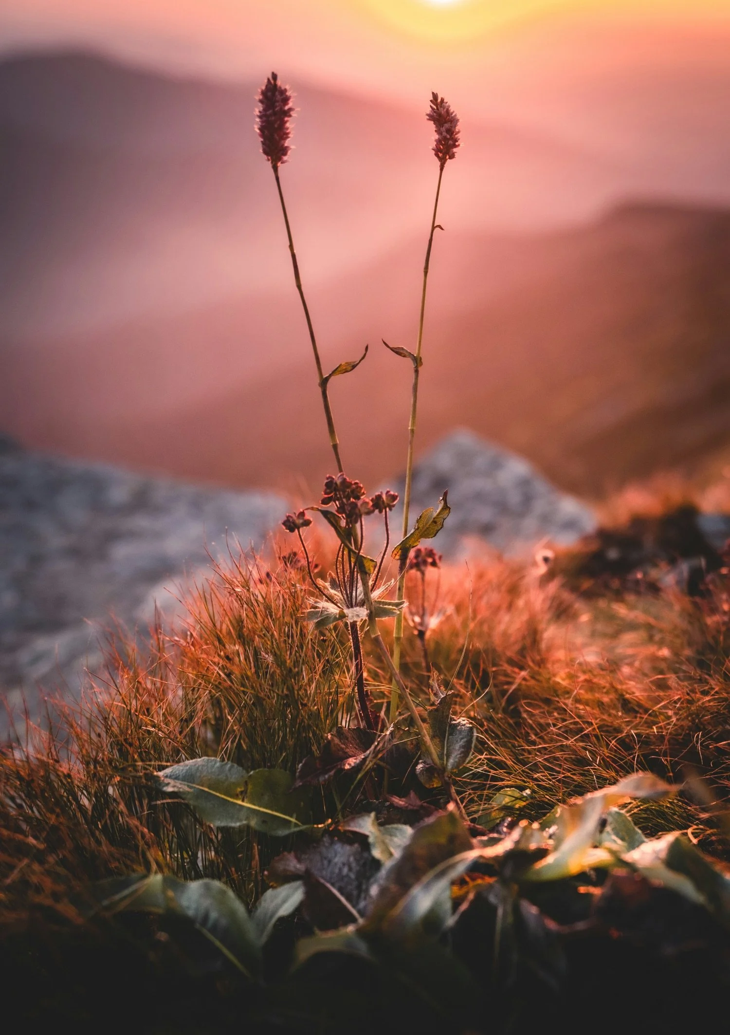 Close-up of a wild plant with tall, feathery flower stalks growing among grass and rocks during sunset.