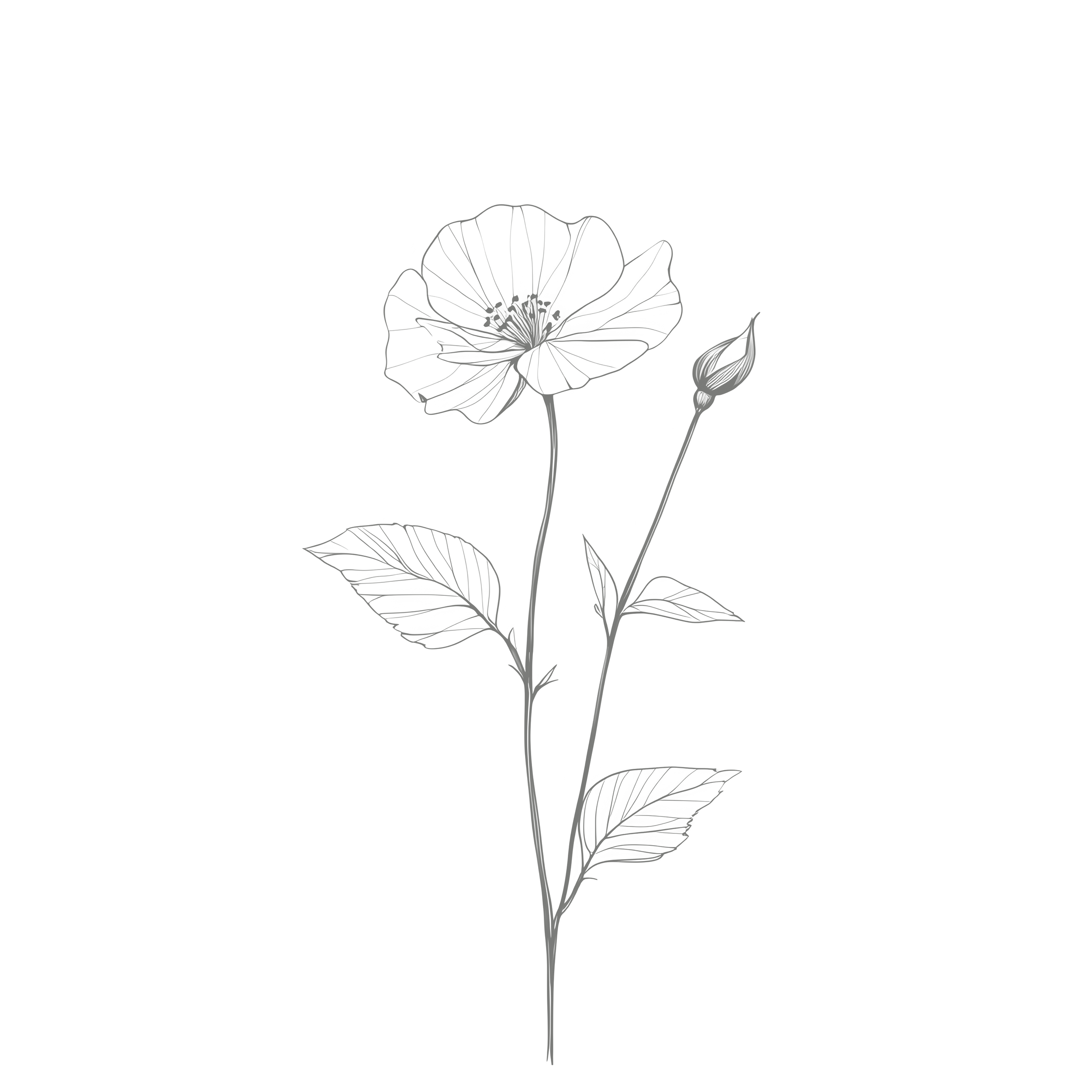 Outline drawing of a wild rose flower with a bud and leaves.