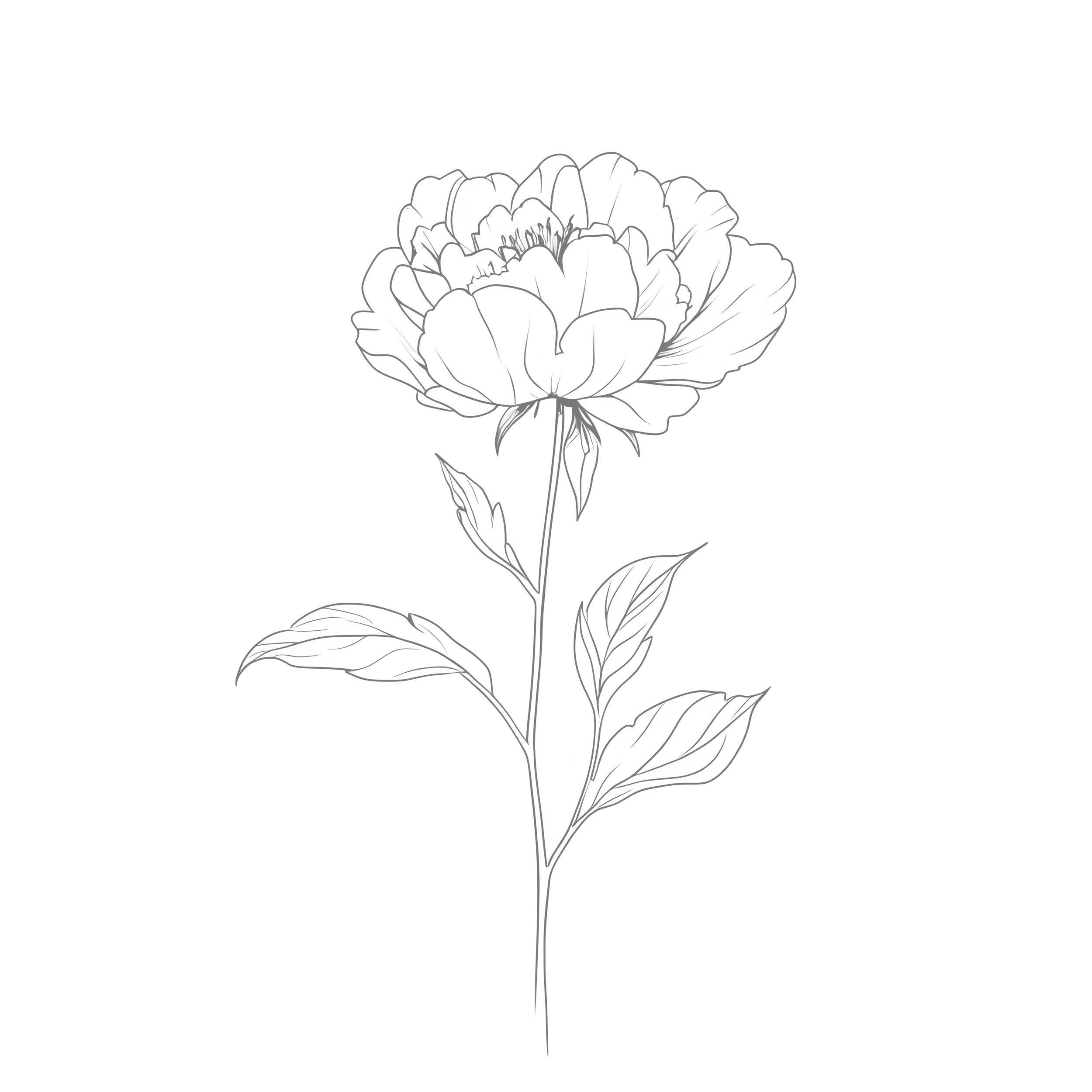 Outline drawing of a single Peony flower with detailed leaves on a stem.