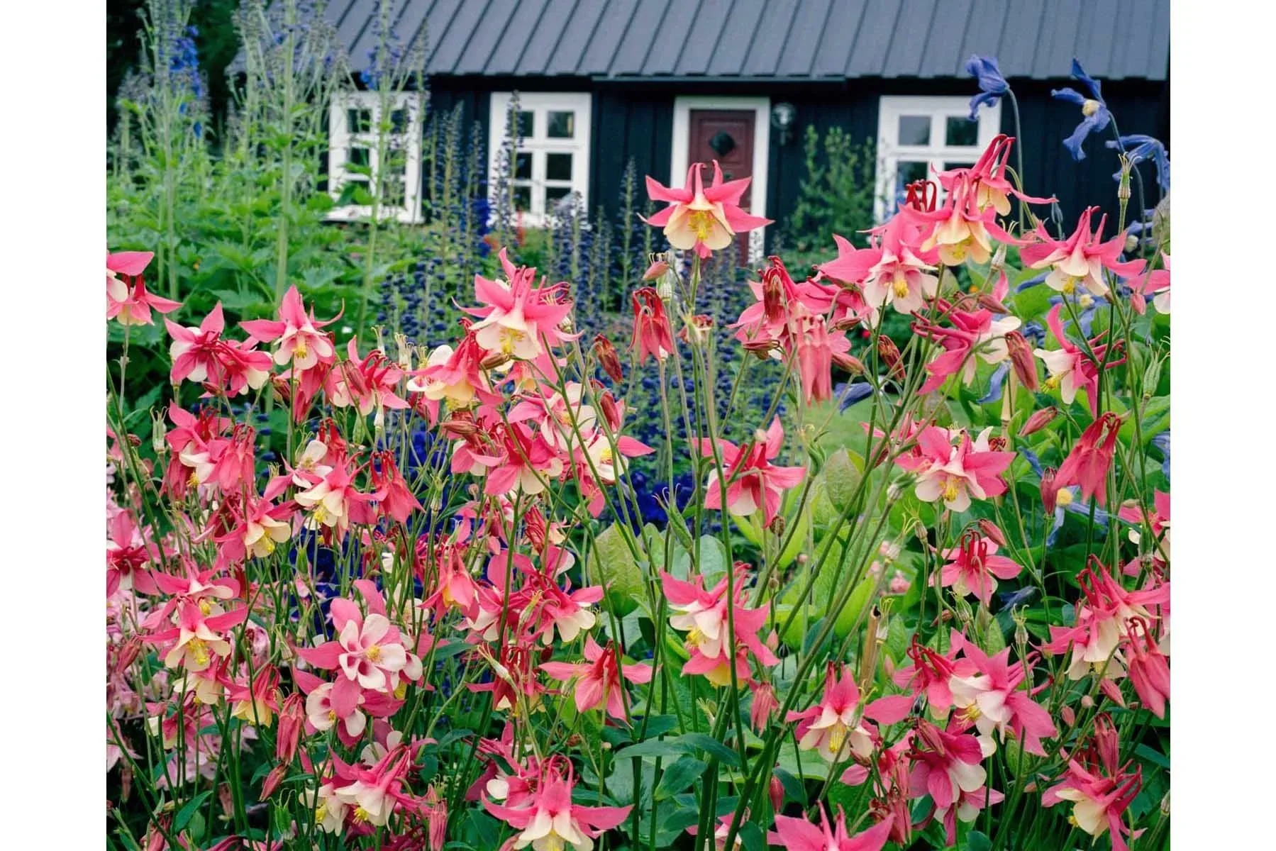  Lystigardur Akureyrar Gardens, Akureyri, Iceland