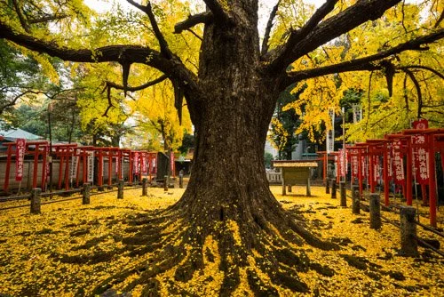 WISE TREES, "THE CHILD-GIVING GINKGO" GINKGO (Ginkgo biloba) Zoshigaya Kishimojin-do Temple, Tokyo, Japan