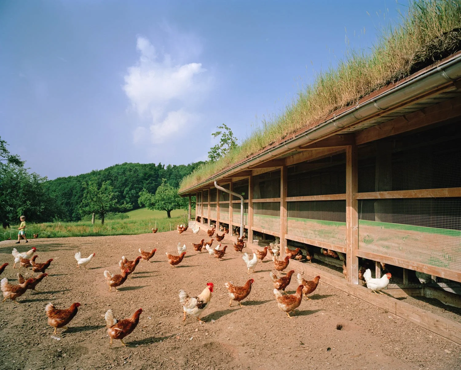  Green roof on chicken shed, Rothenfluh, Switzerland