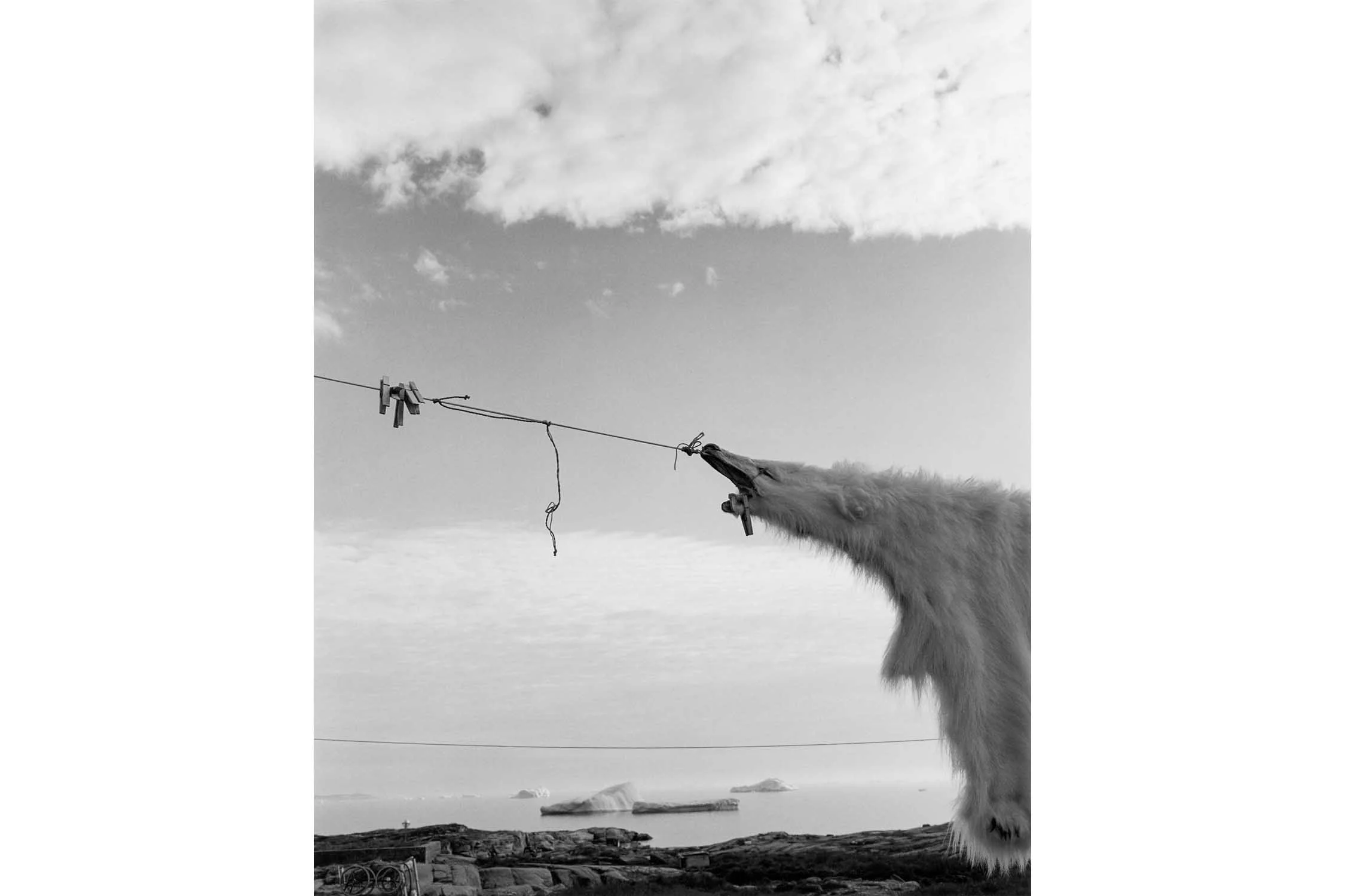 Polar bear skin, Oqaatsut, Greenland