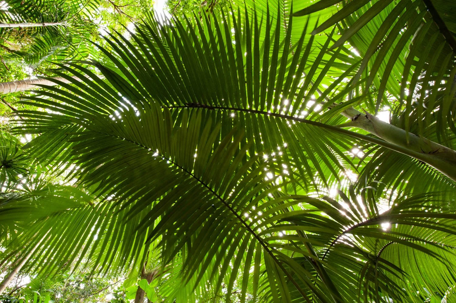  Palm Garden, W.S. Merwin Conservancy,  Haiku, Maui, HI