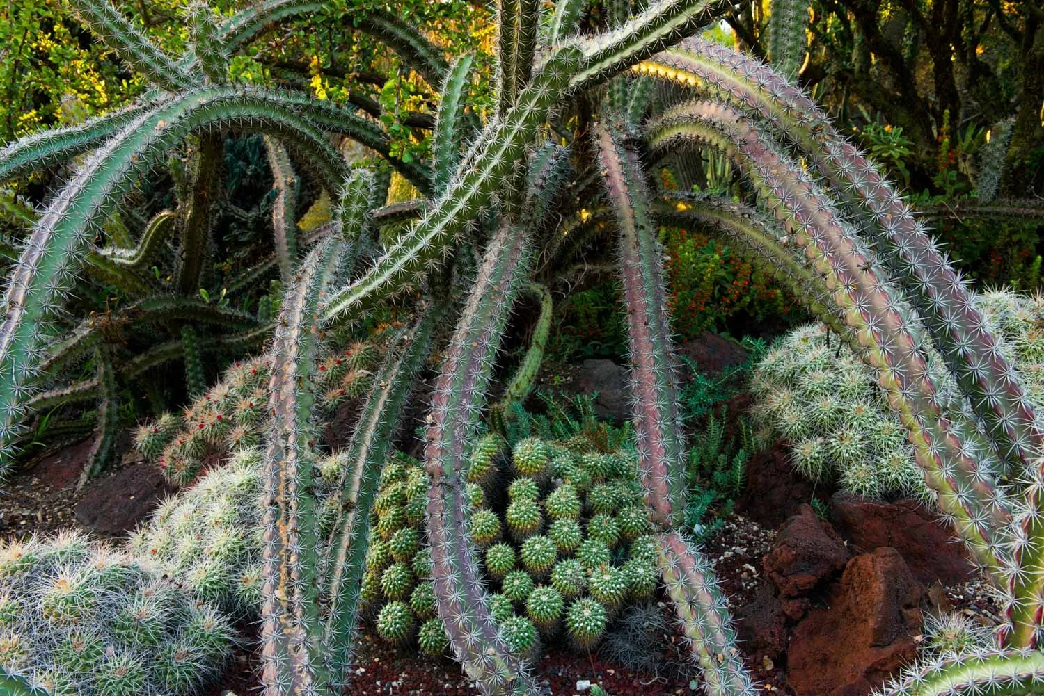  Cactus Garden, Huntington Gardens, San Marino, CA 