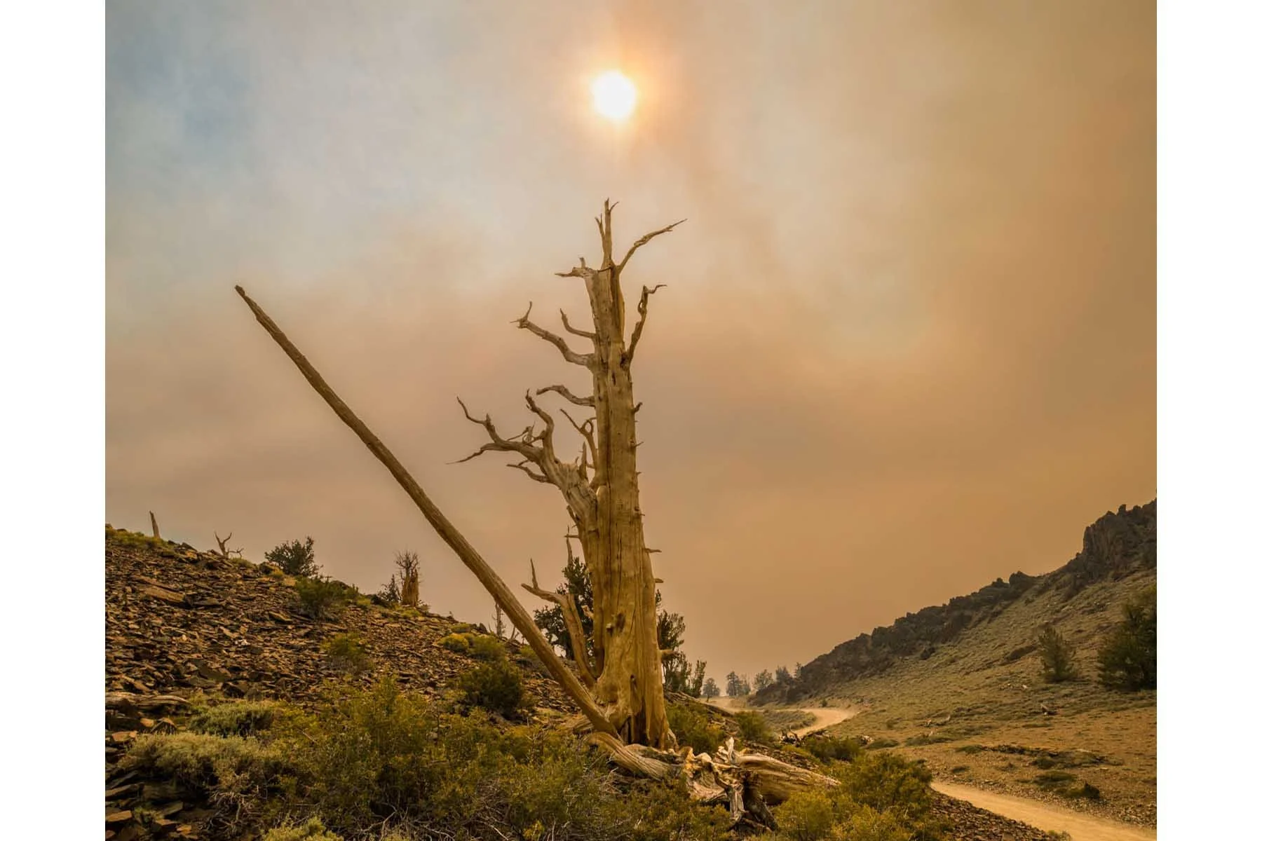  Smoke from wildfires, Ancient Bristlecone Pine Forest, CA