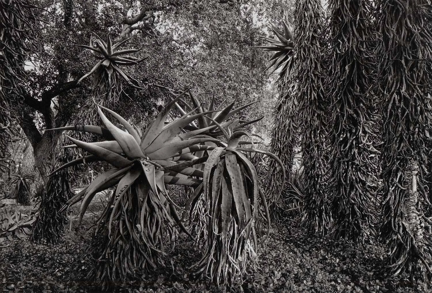  Huntington Gardens, San Marino, CA