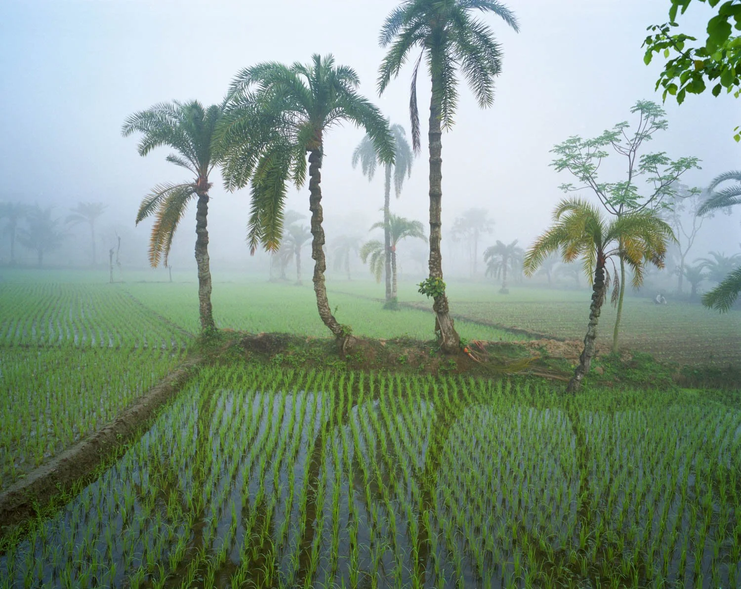  Rice Fields near Chuknager, Bangladesh
