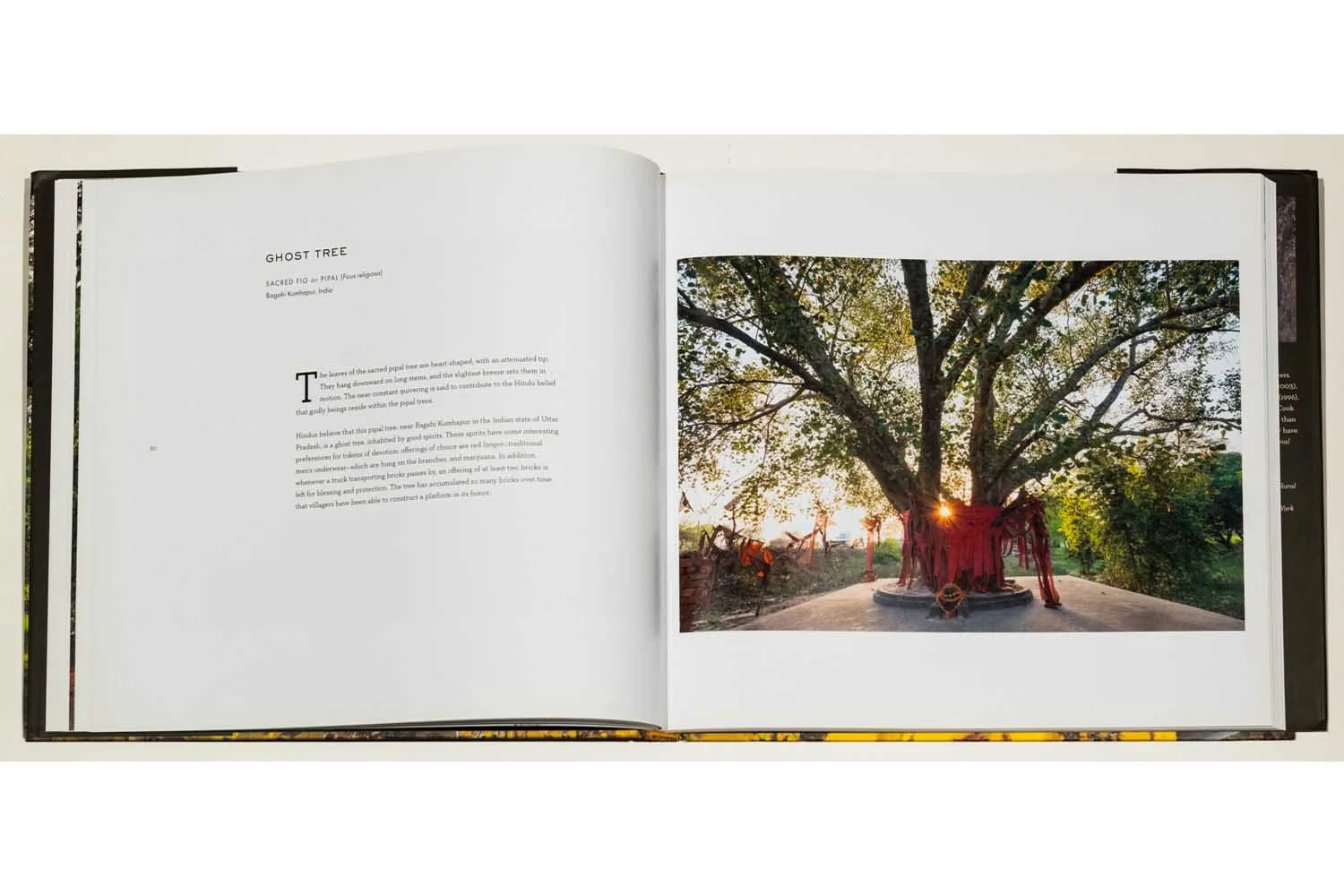 07a_Diane Cook & Len Jenshel Photography_Books_Wise Trees.jpg