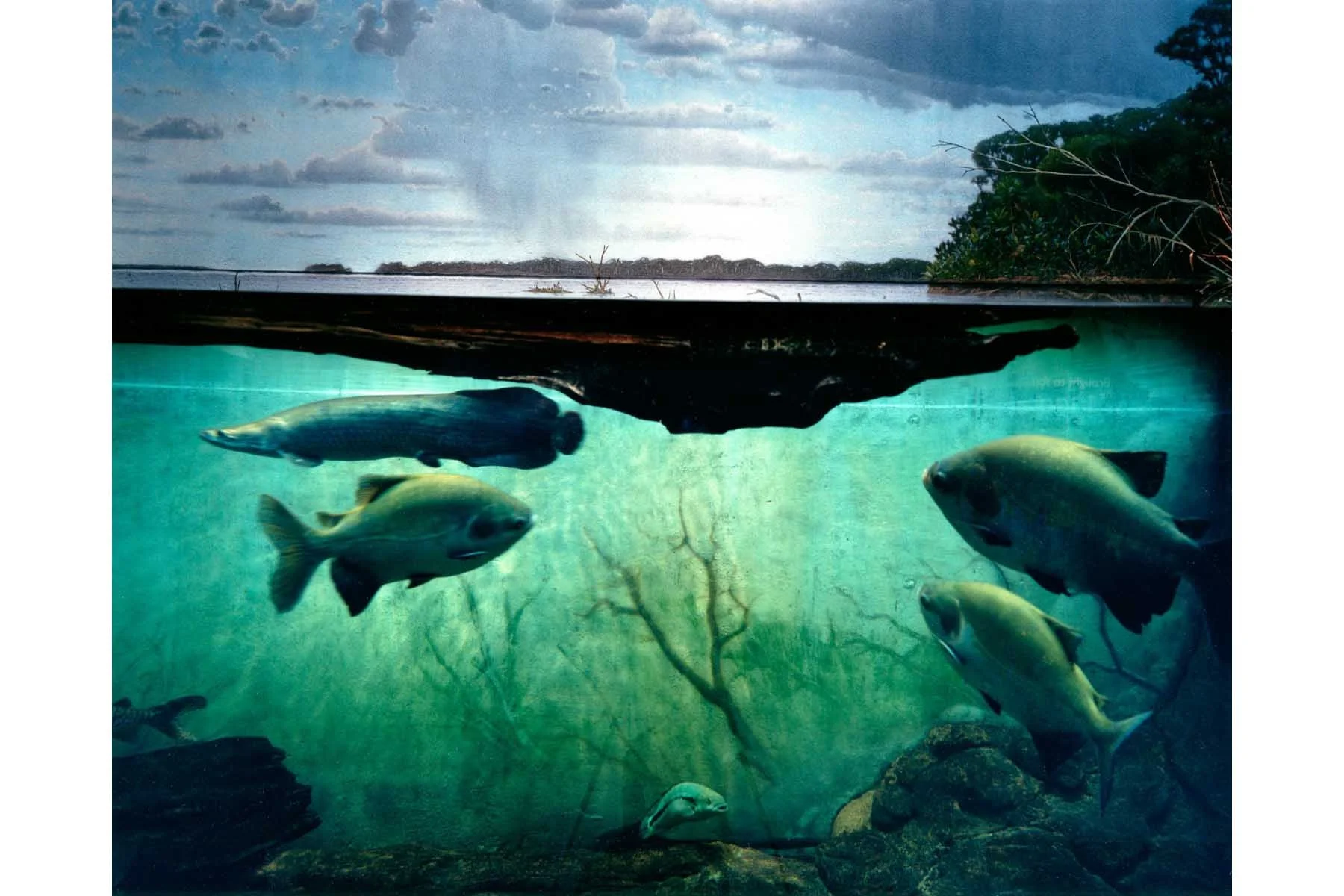  Shedd Aquarium, Chicago, IL