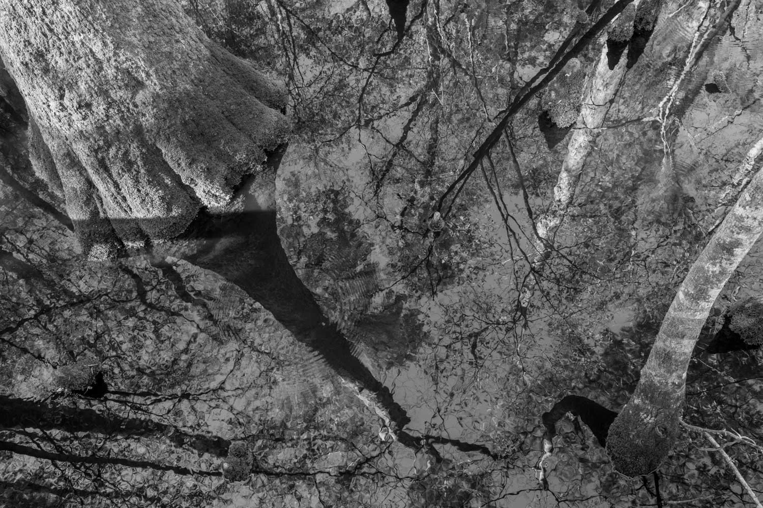  Cypresses, Francis Beidler Swamp Forest, SC