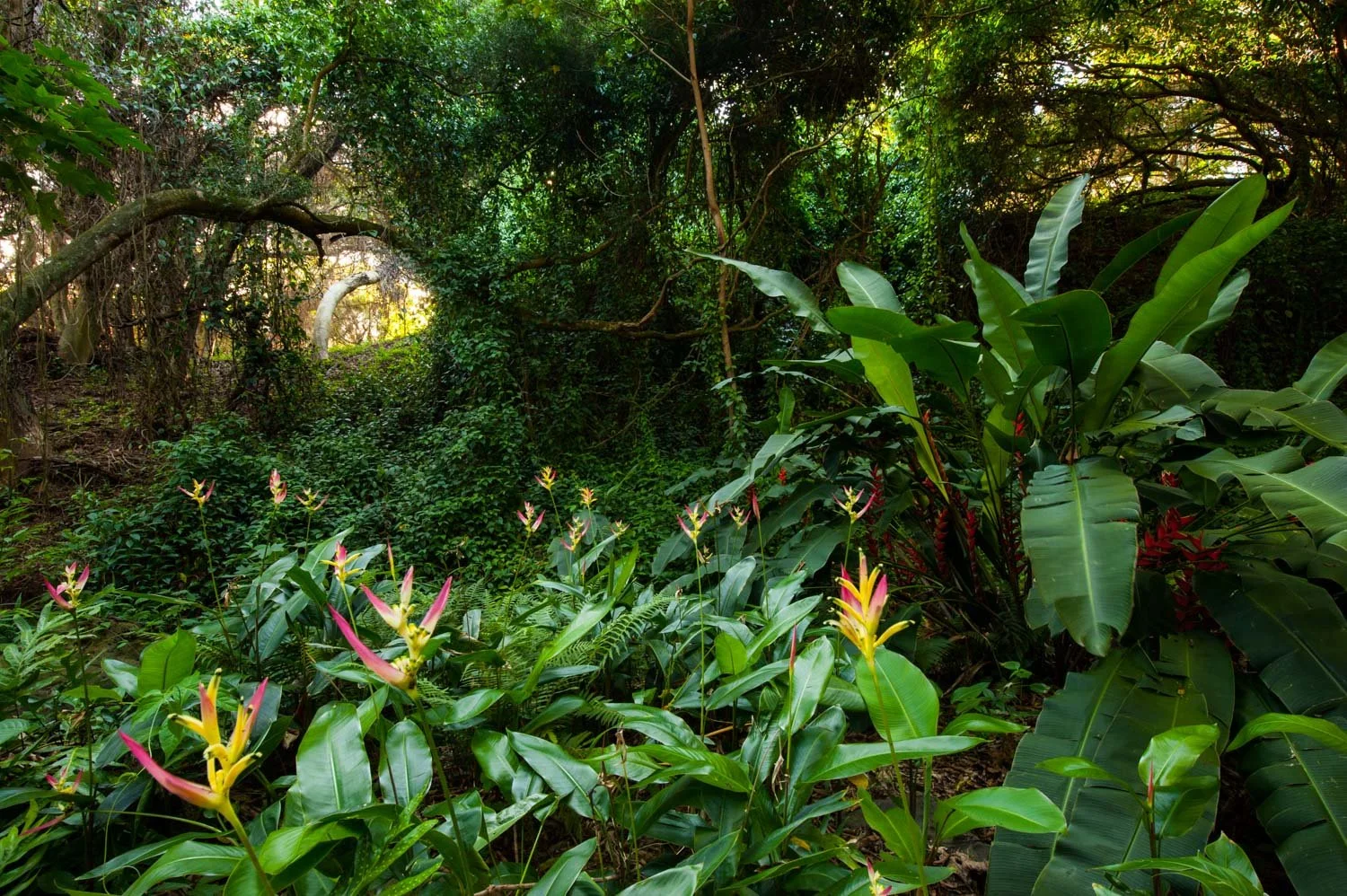  Palm Garden, W.S. Merwin Conservancy,  Haiku, Maui, HI
