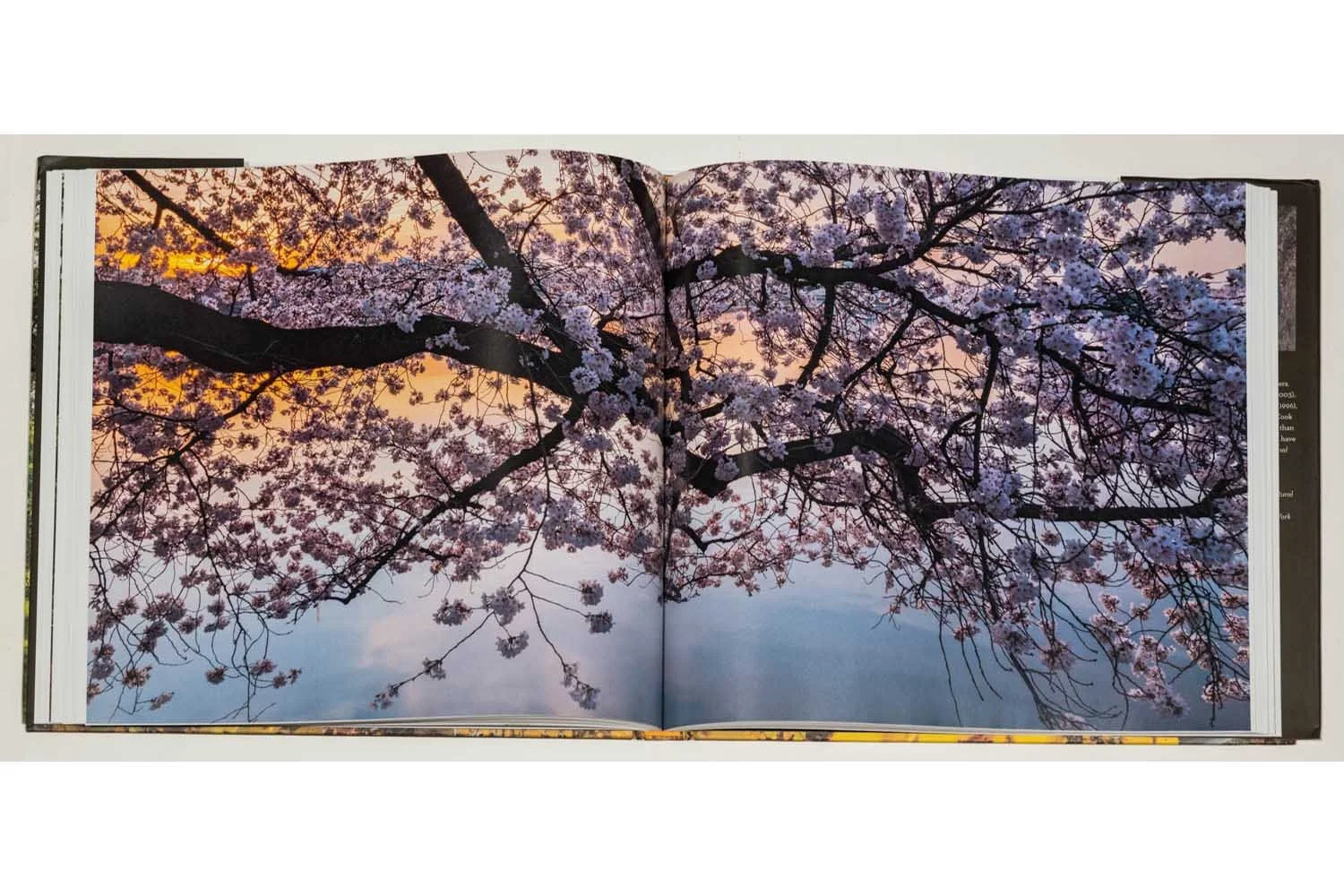 06a_Diane Cook & Len Jenshel Photography_Books_Wise Trees.jpg