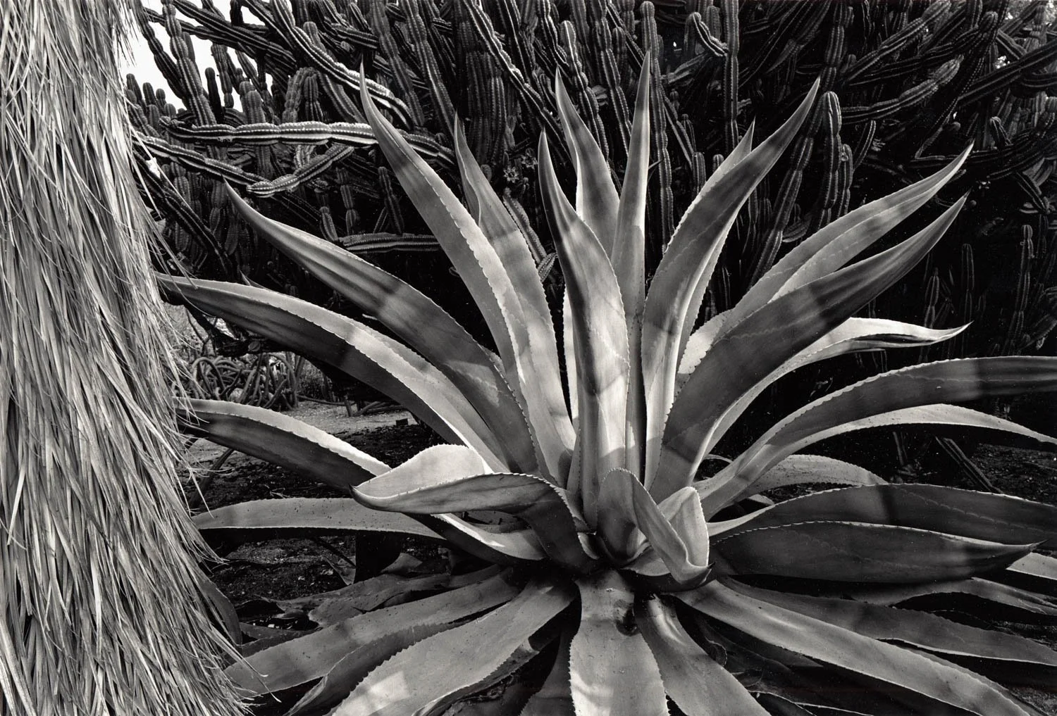  Cactus Garden, Huntington Gardens, San Marino, CA