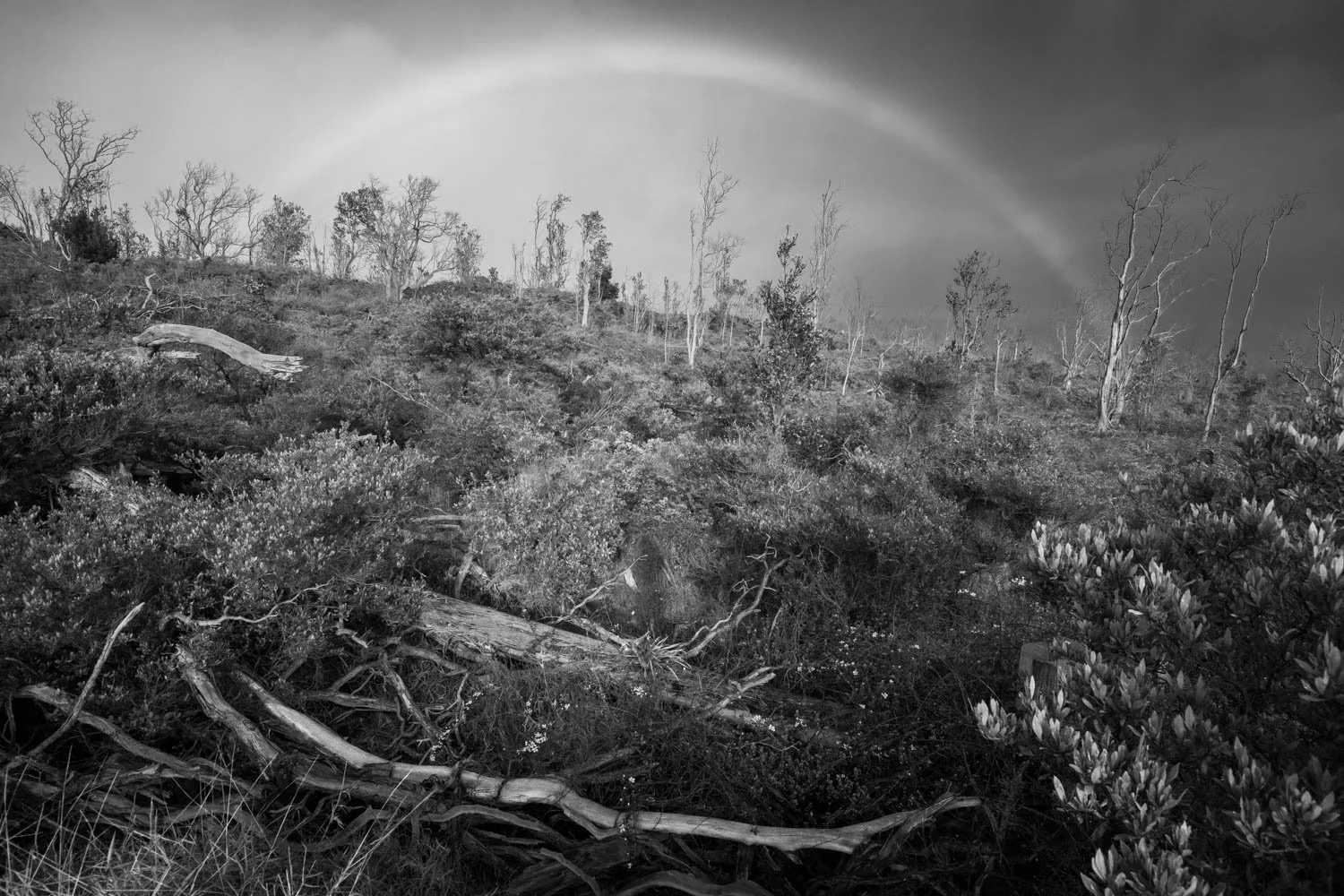 Fire recovery, Hawaii Volcanoes National Park, Big Island, HI