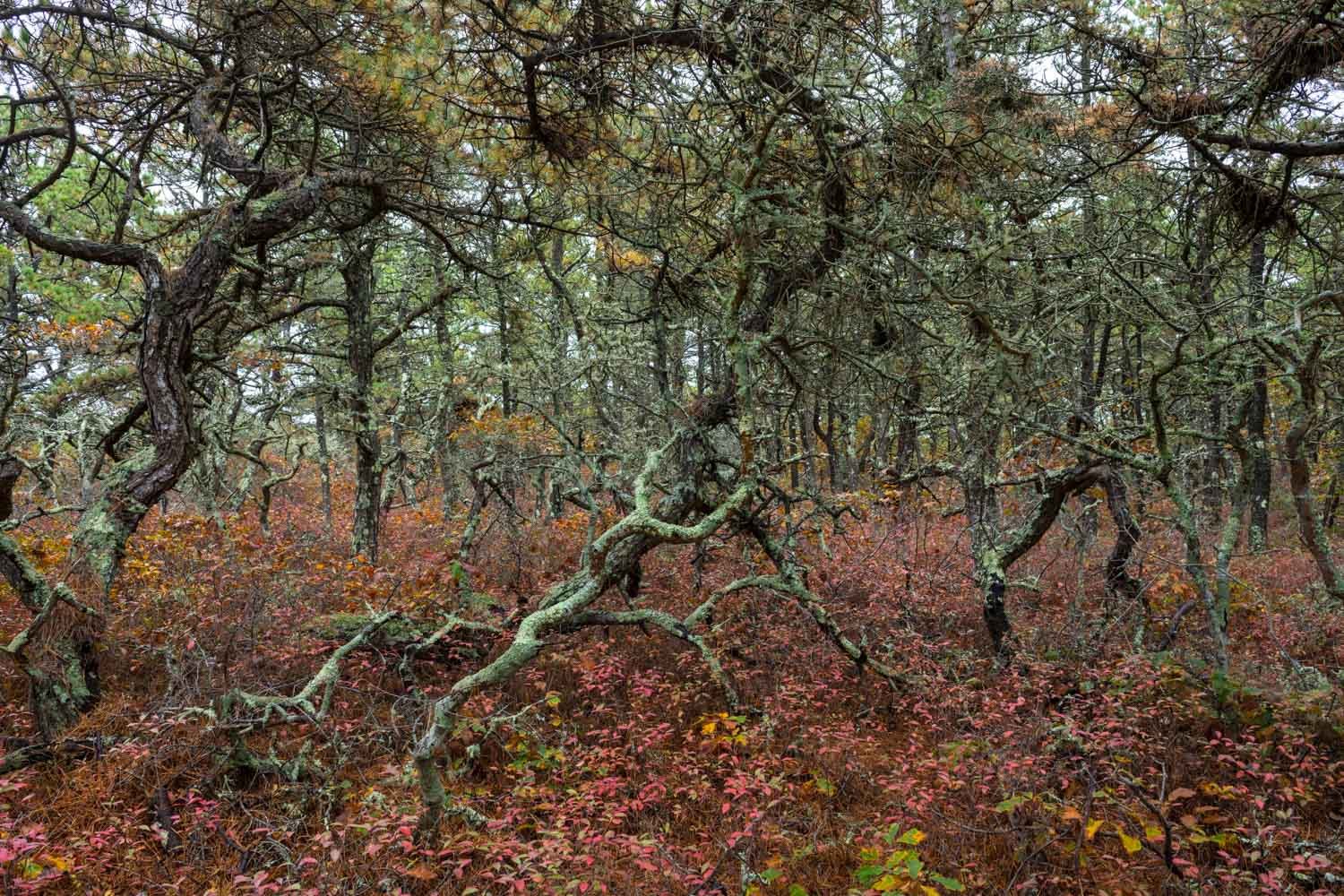  Scrub Oak Forest, Cape Cod National Seashore, MA