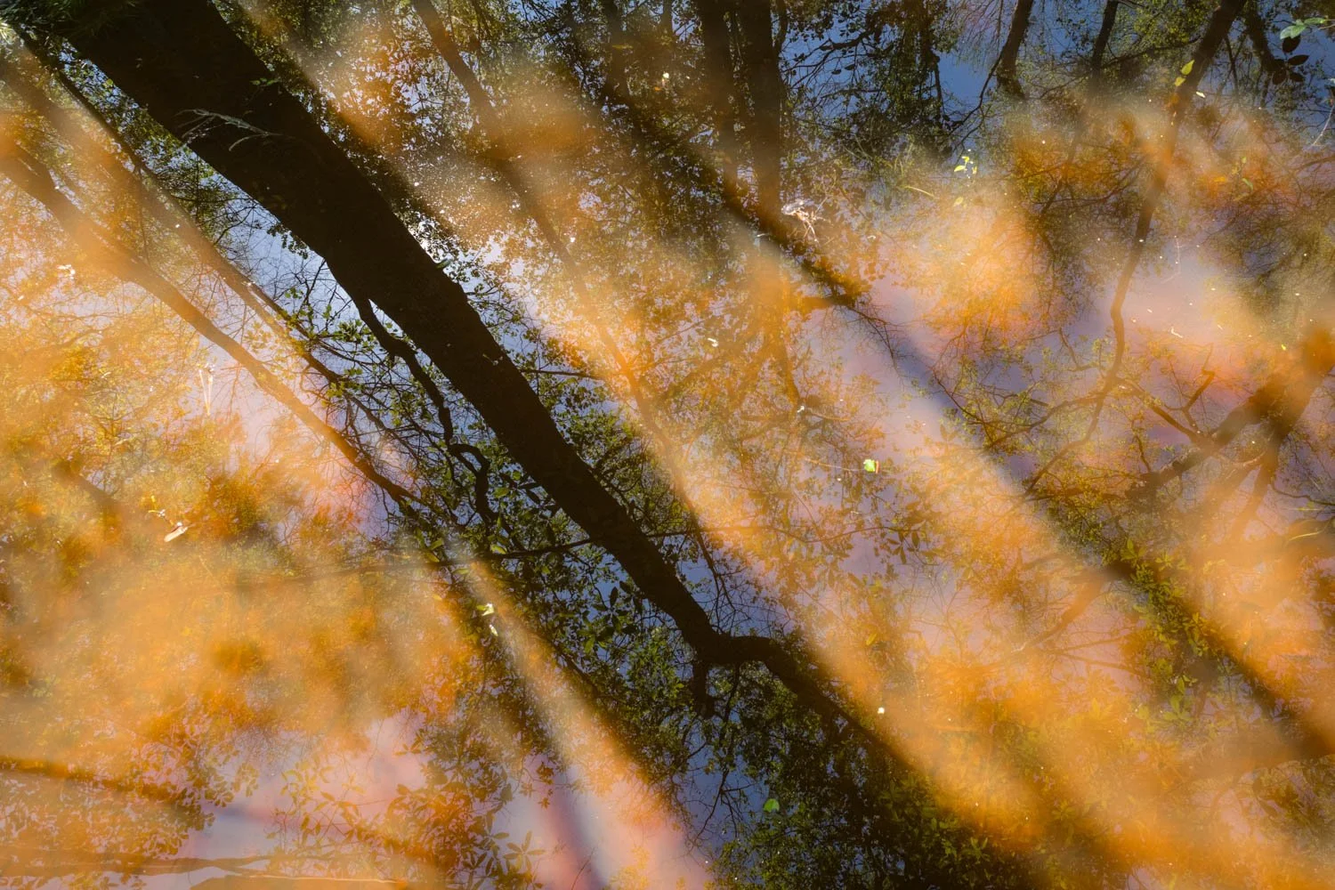  Bottomland Forest, Congaree National Park, SC