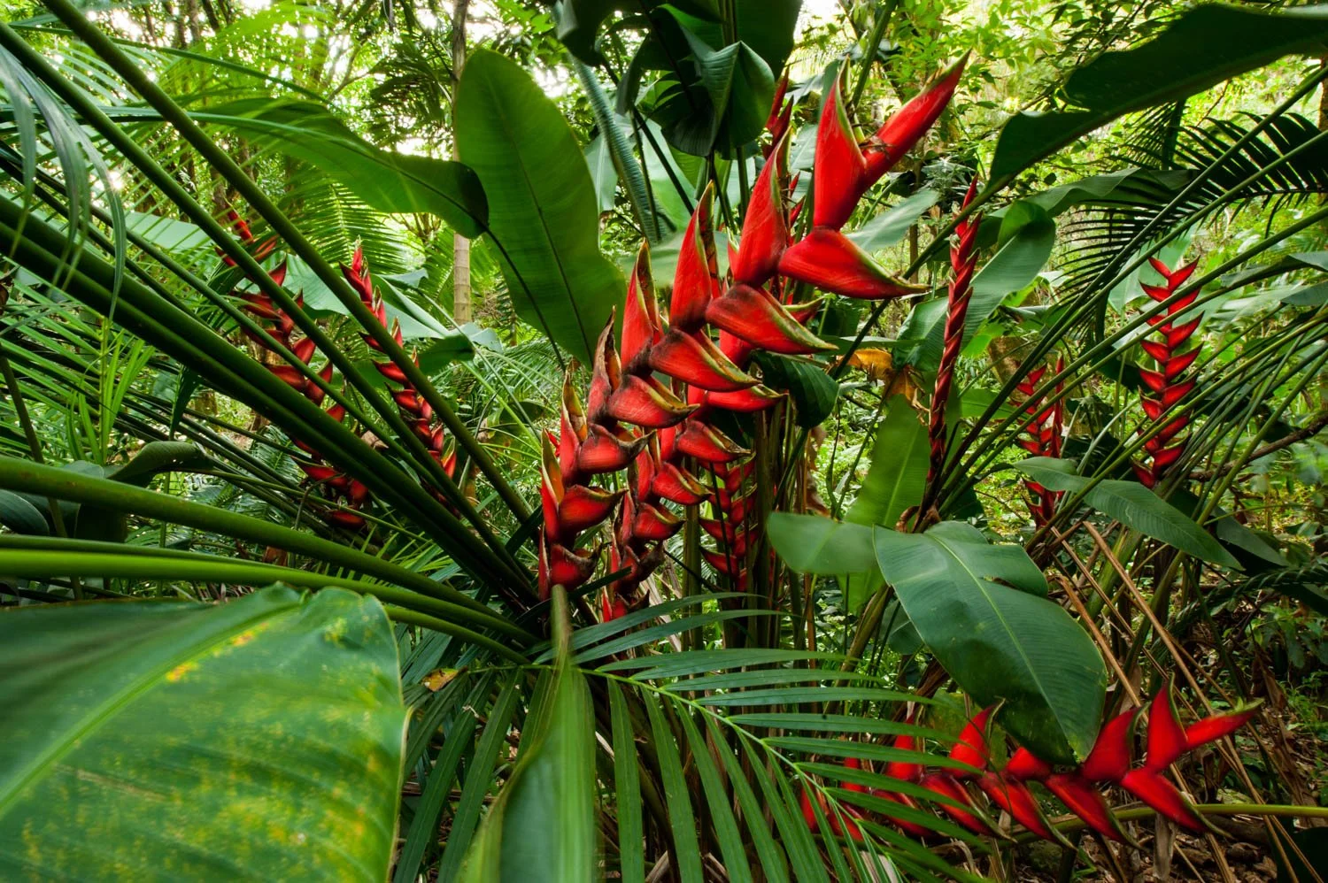  Palm Garden, W.S. Merwin Conservancy,  Haiku, Maui, HI