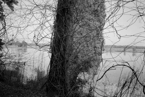 Angle of a Landscape. Early, Middleton Place, Charleston, SC