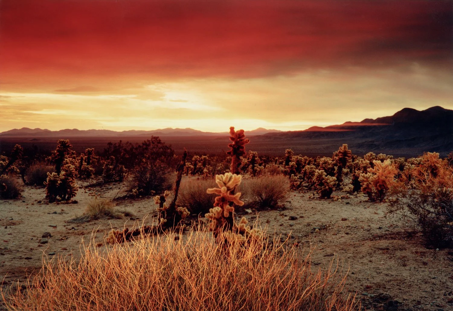  The Cholla Garden, Joshua Tree National Park, CA
