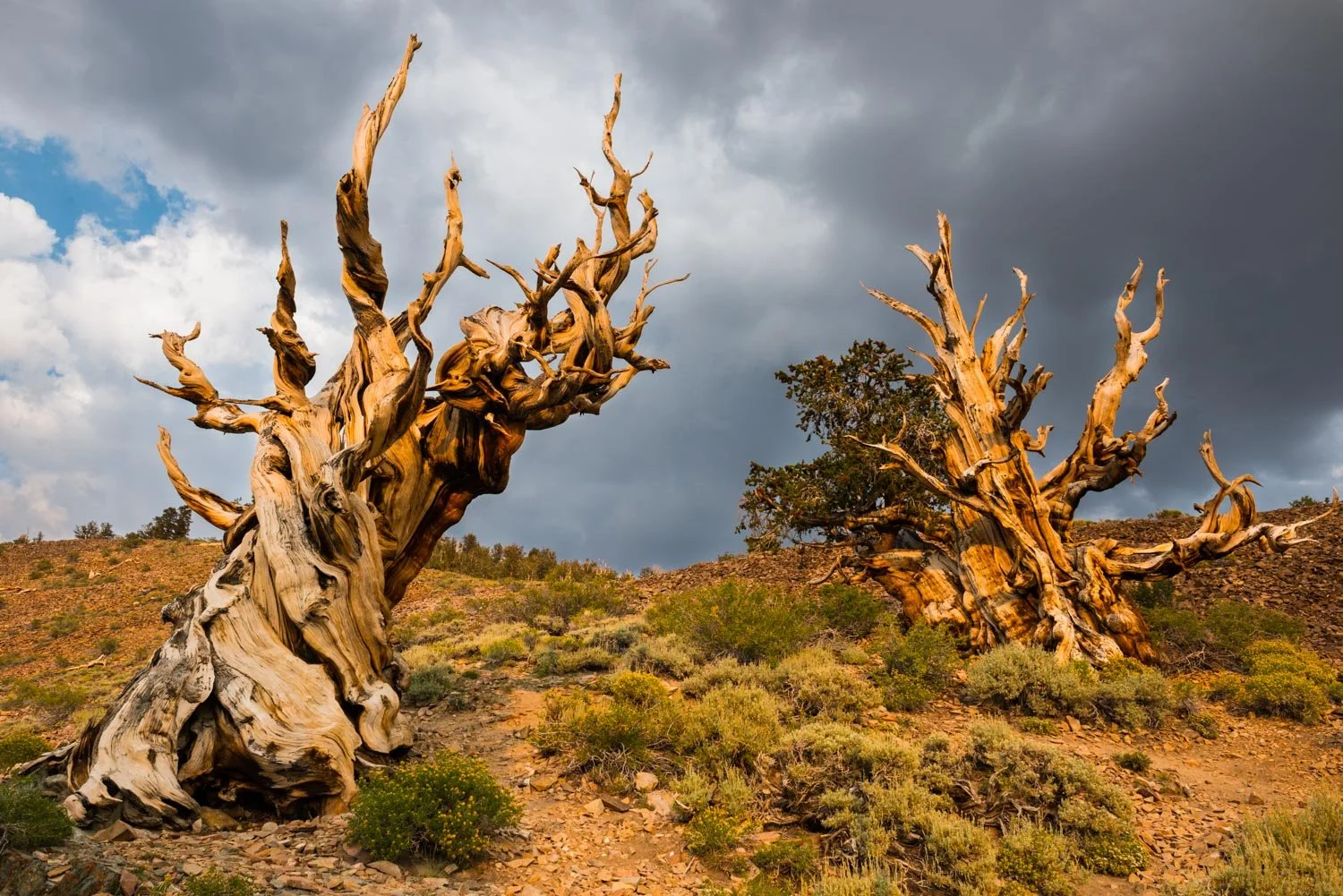  "ANCIENTS" [GREAT BASIN BRISTLECONE PINE] Ancient Bristlecone Pine Forest, Inyo National Forest, CA 