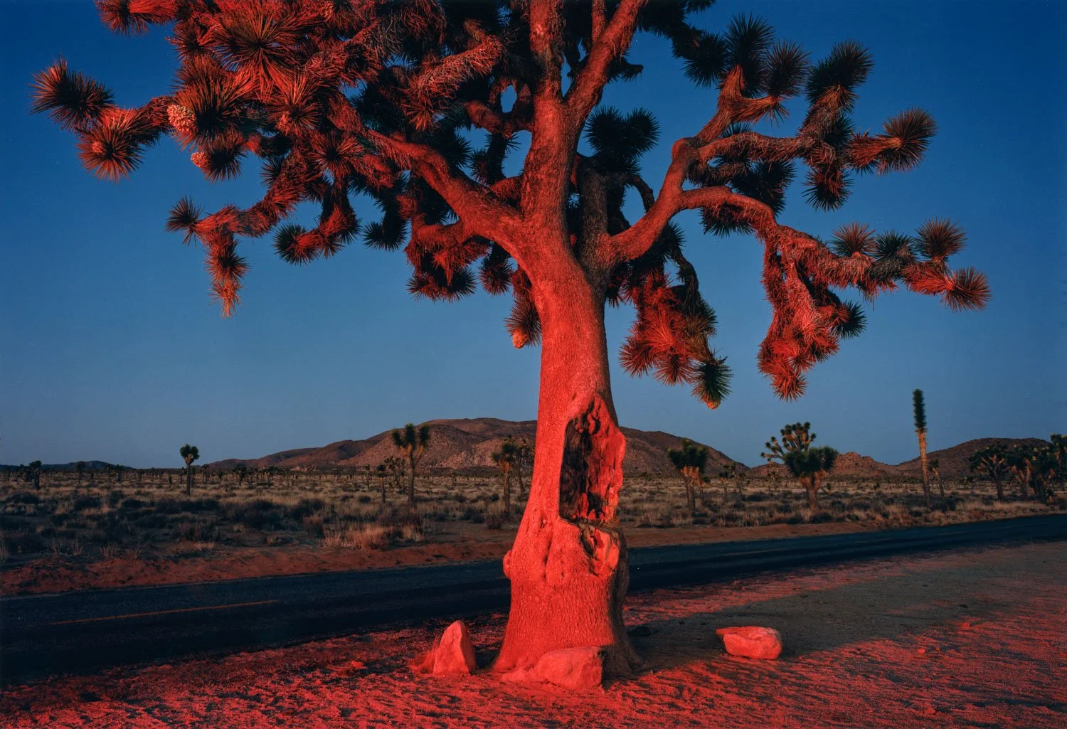  Joshua Tree National Park, CA