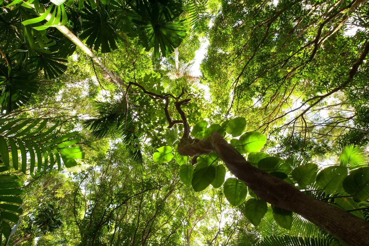  Palm Garden, W.S. Merwin Conservancy,  Haiku, Maui, HI
